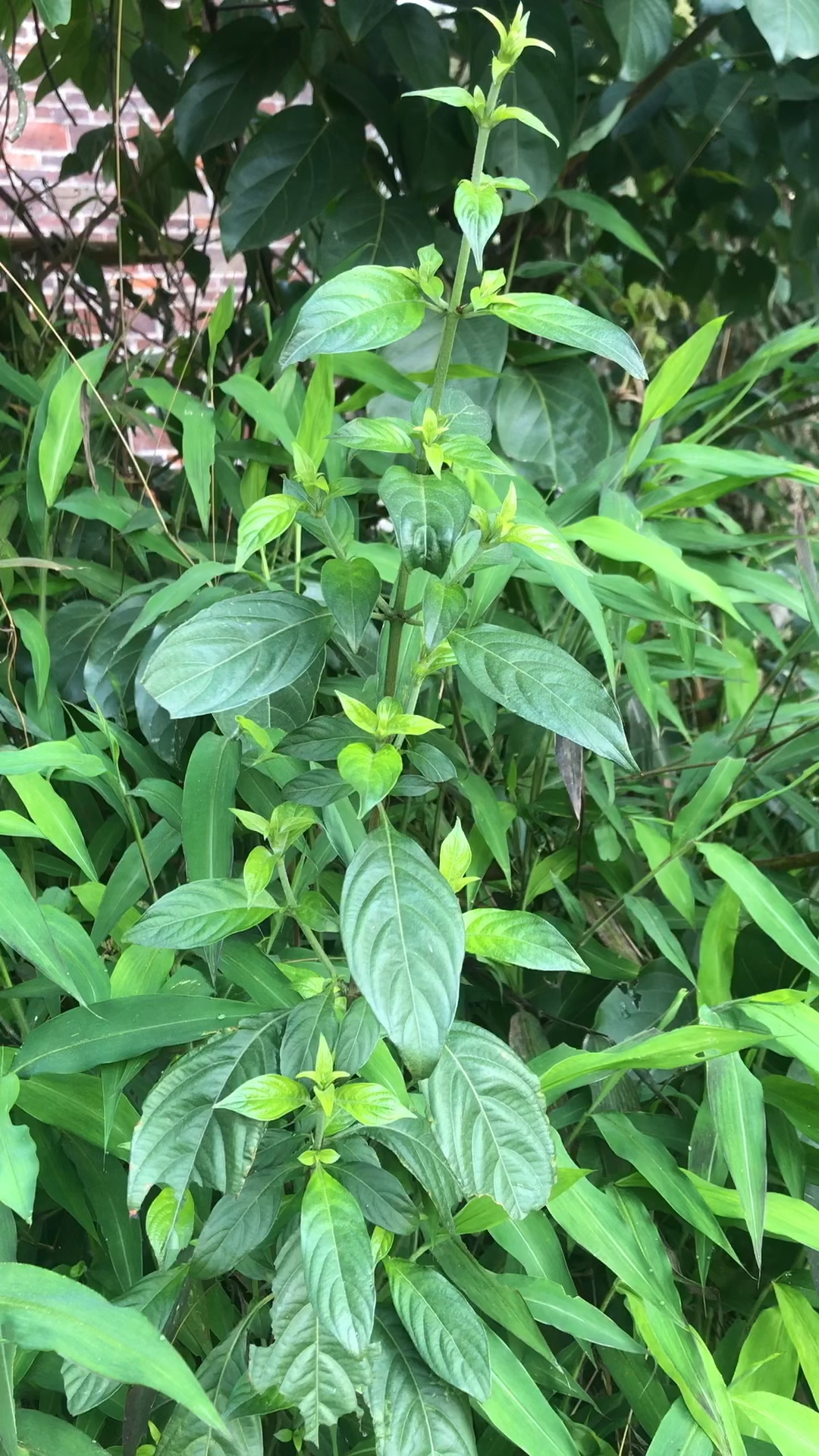 玉叶金花是国家重点保护植物
