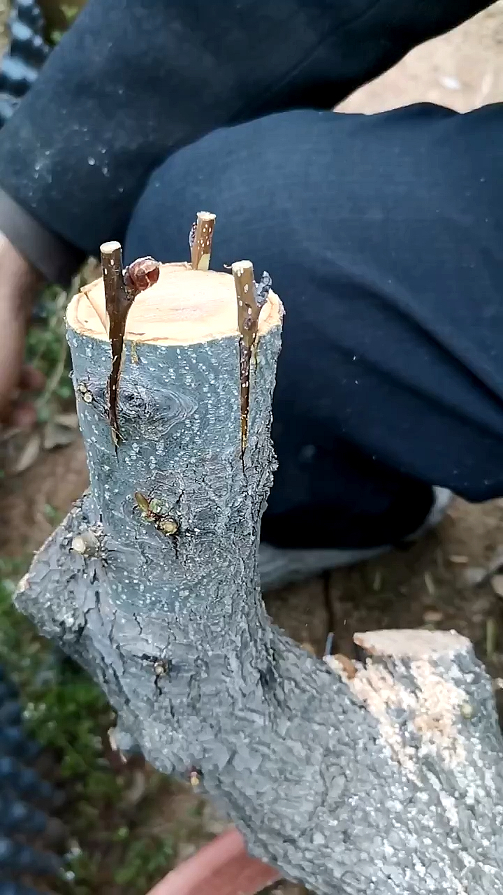 春日小视频有奖征集活动盆栽梨树嫁接采用劈接方式嫁接