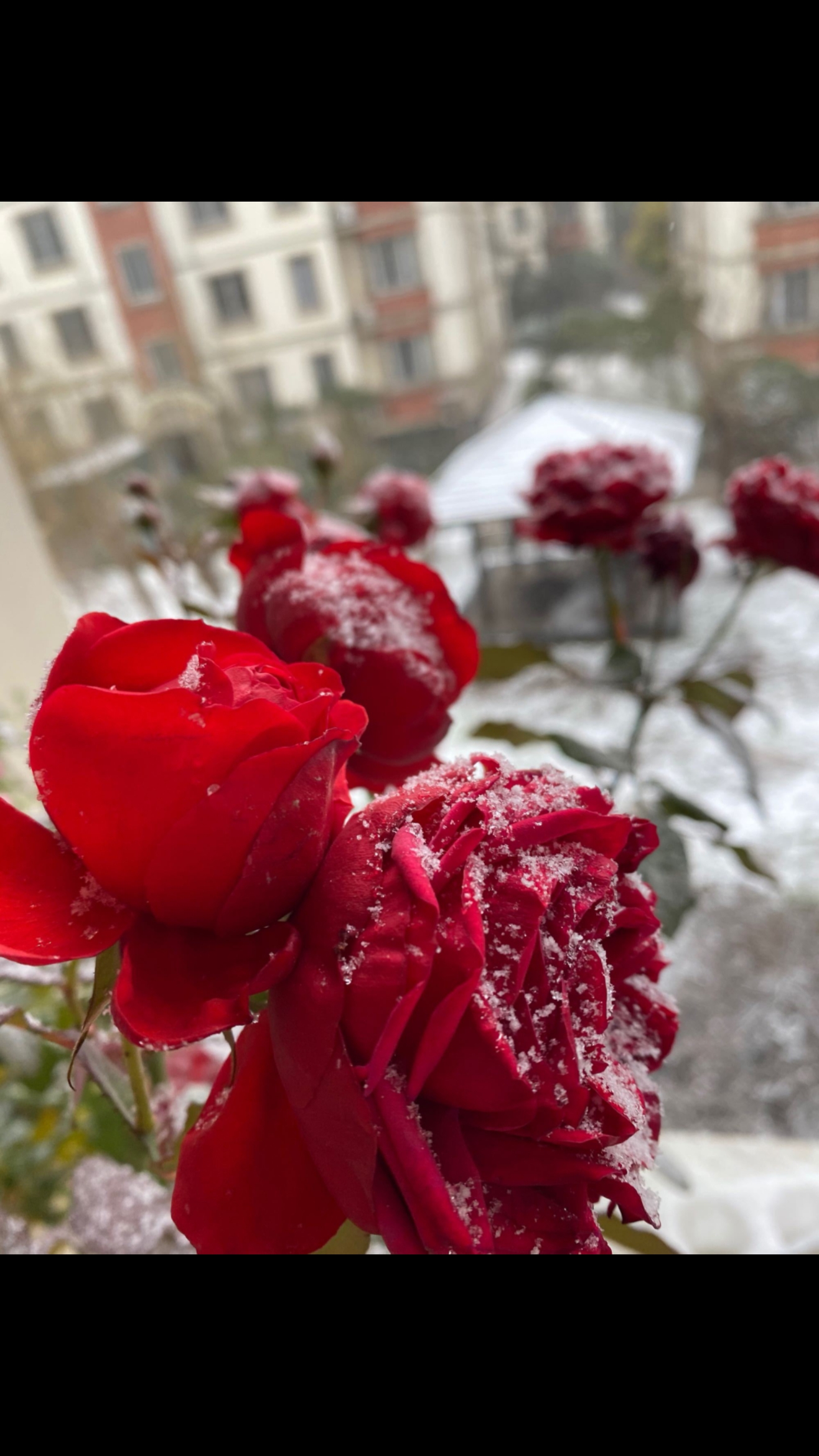 雪中绽放的玫瑰!