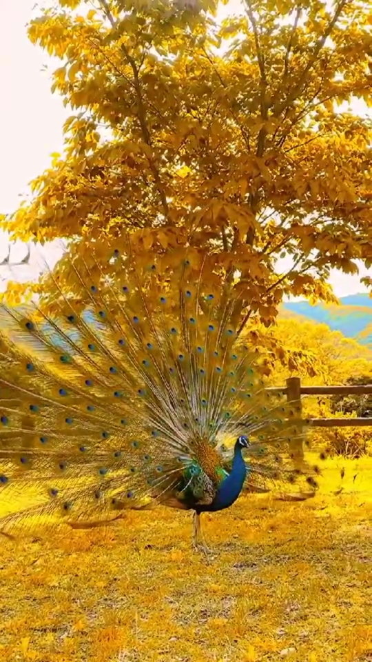 动物百科视频#孔雀:金开屏,风景如画