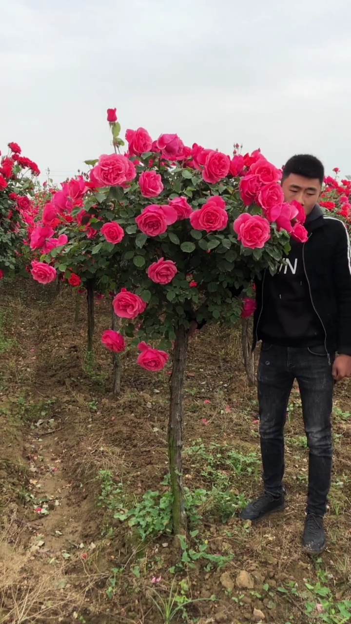 大花高杆月季,花大浓香型多季循环开花,花量超多
