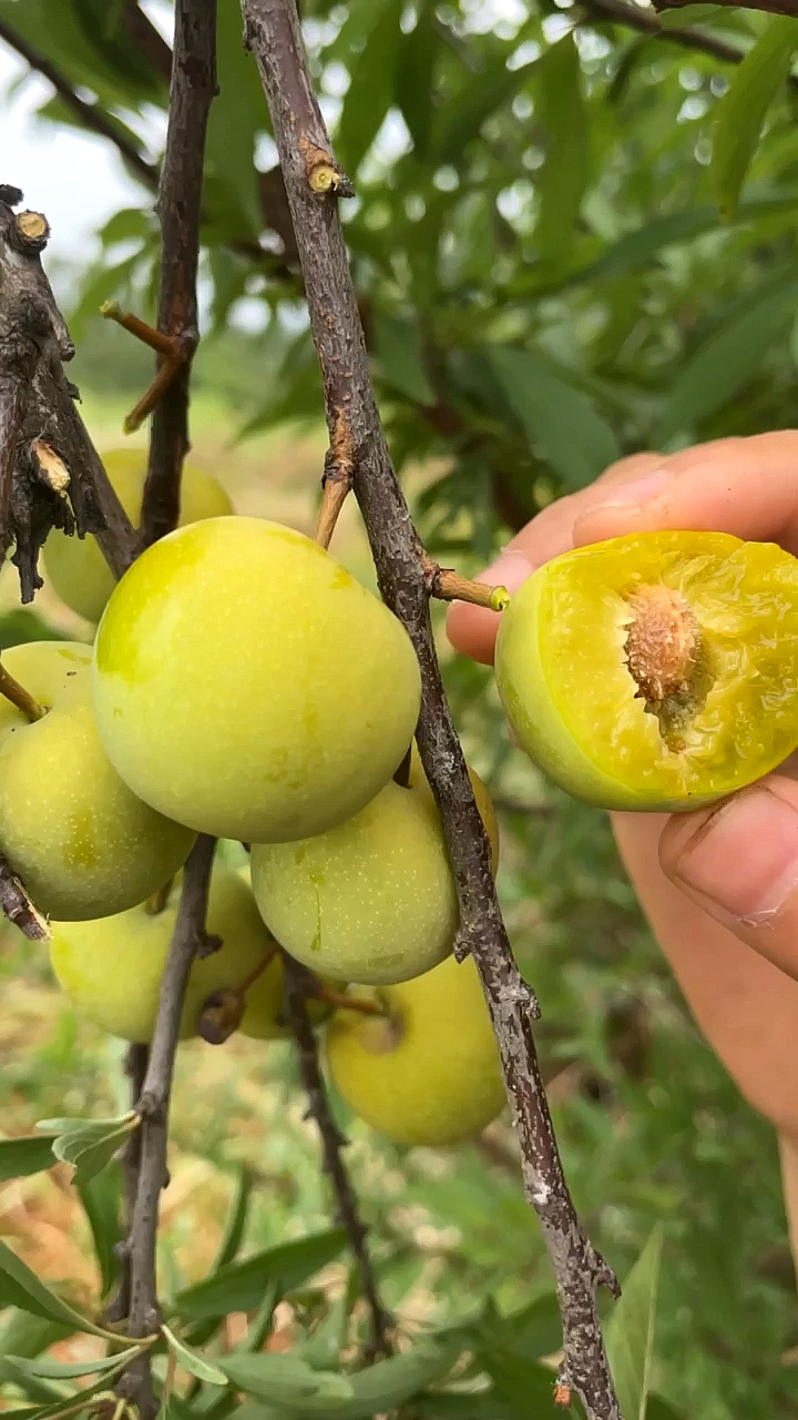 四川脱骨脆成熟了,这是吃李子的最新吃法