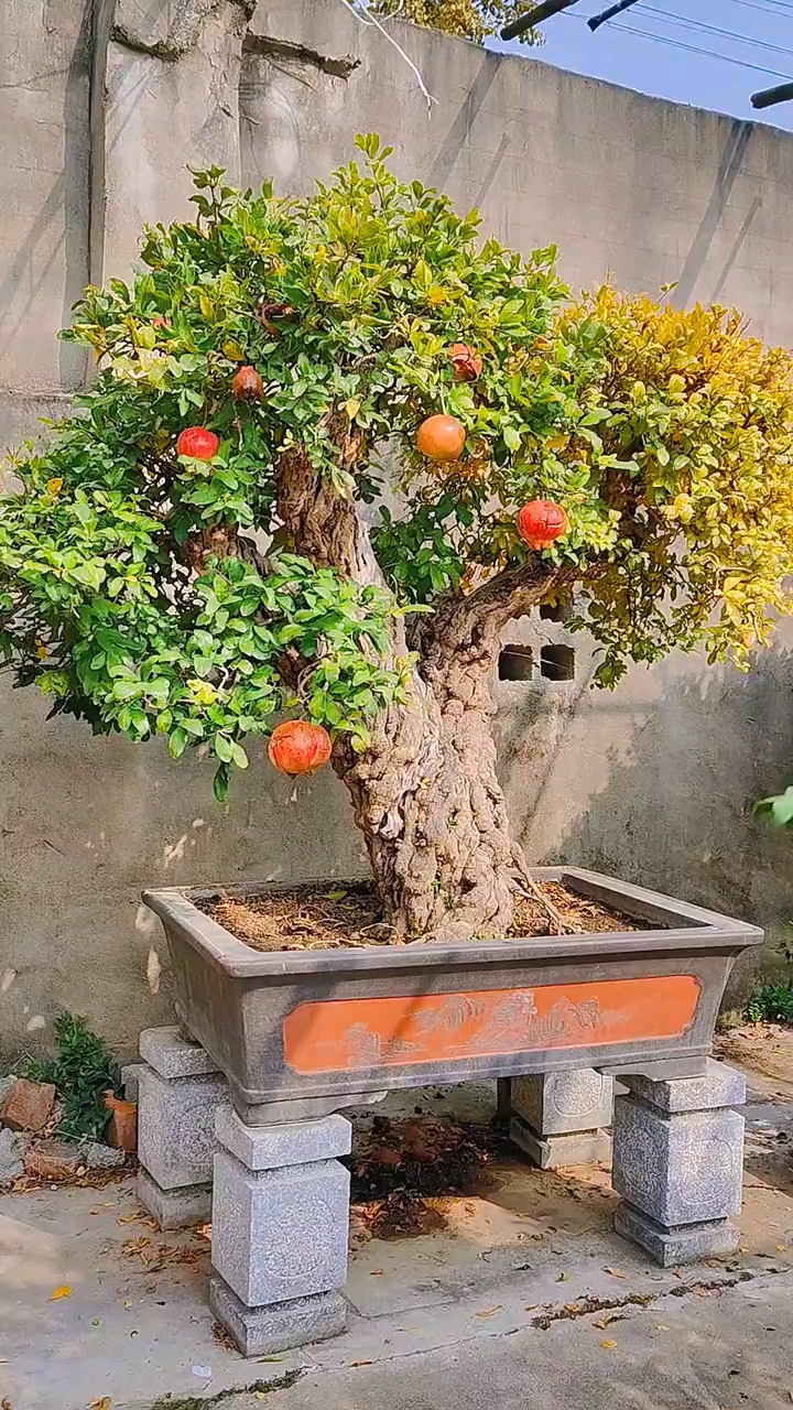 上盆30年的百年老桩石榴盆景枝干粗壮枝叶茂盛是庭院景观树的首选盆景