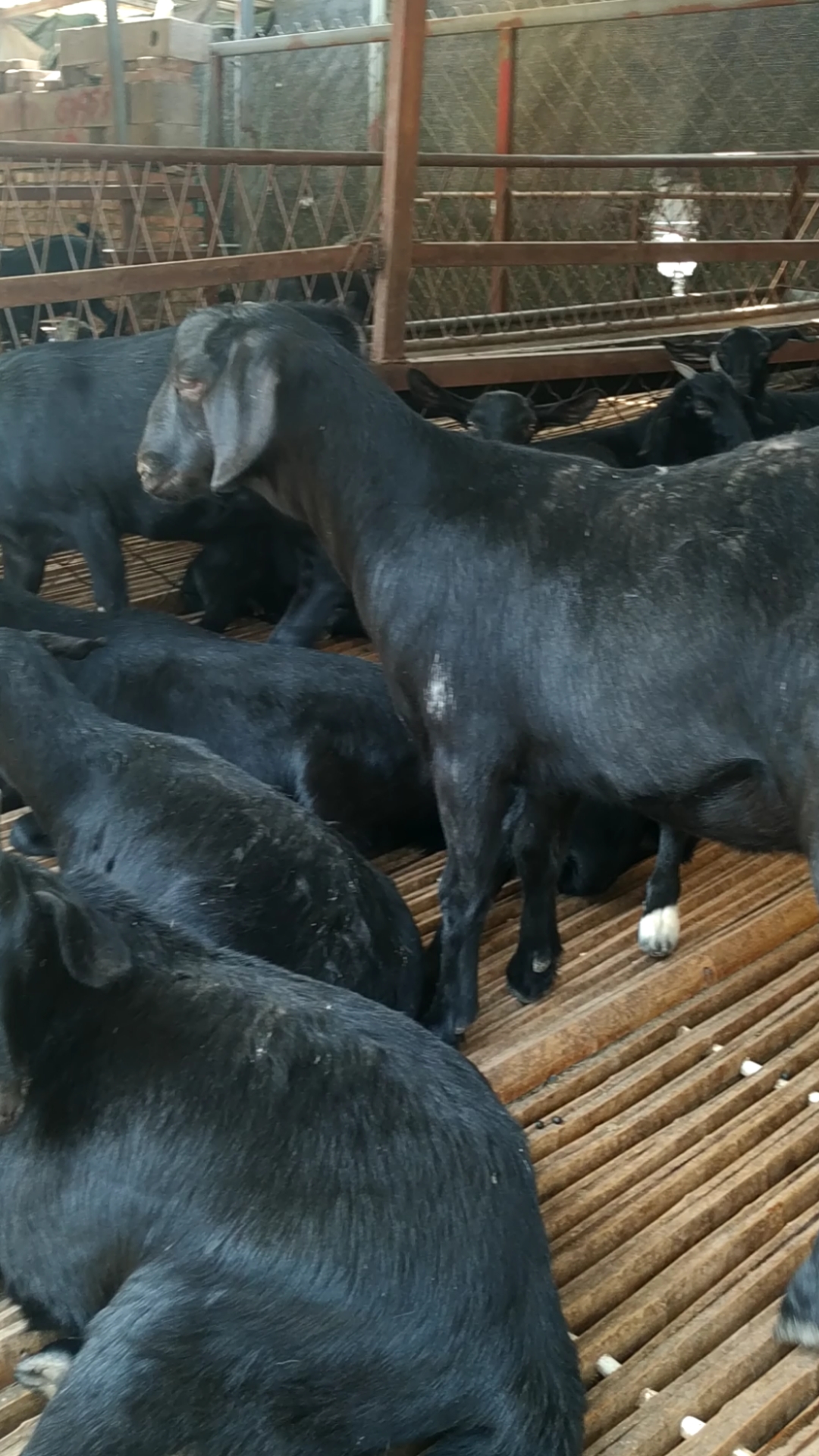 努比亚黑山羊在吃草,喜欢的点关注