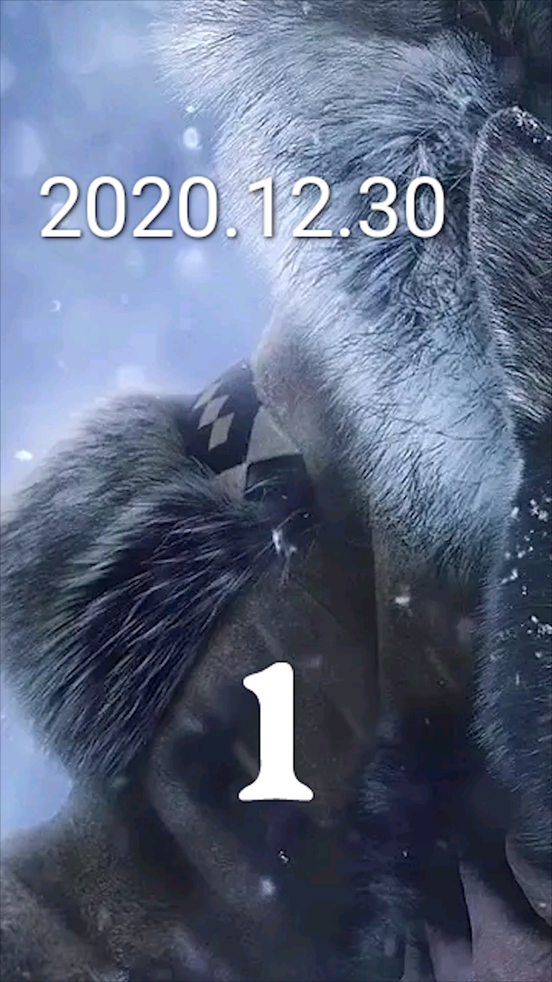 电影剪辑#多哥第一段,你们知道雪橇犬的由来吗