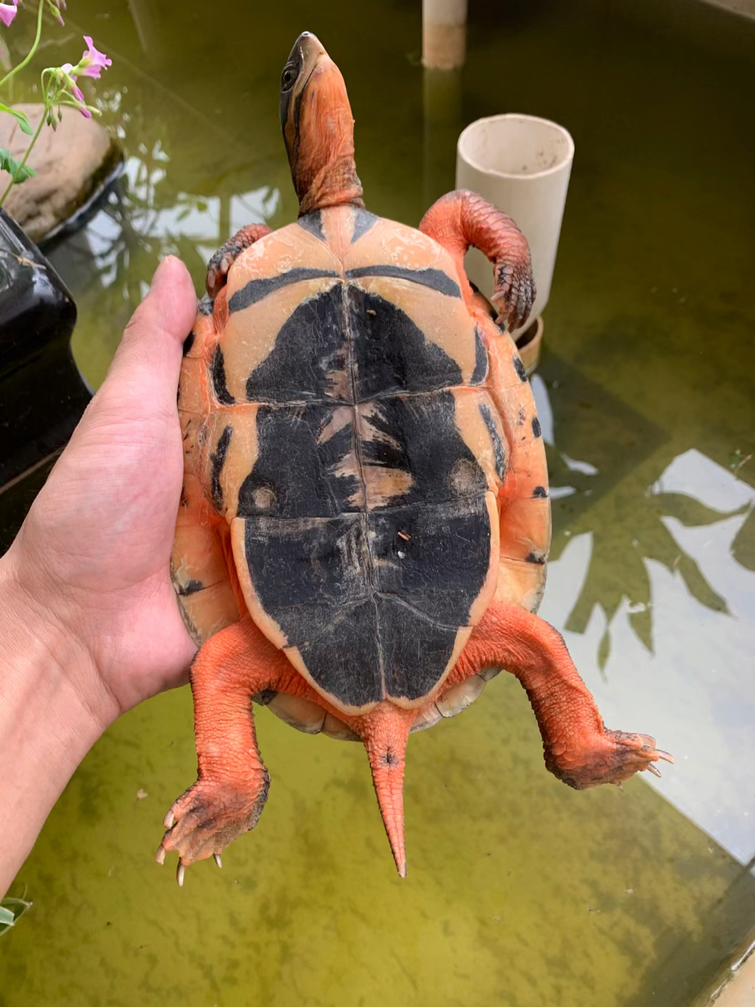 顶级的越南大米成熟公来了,市场少有的龟体,当年一条都60万起步,现在