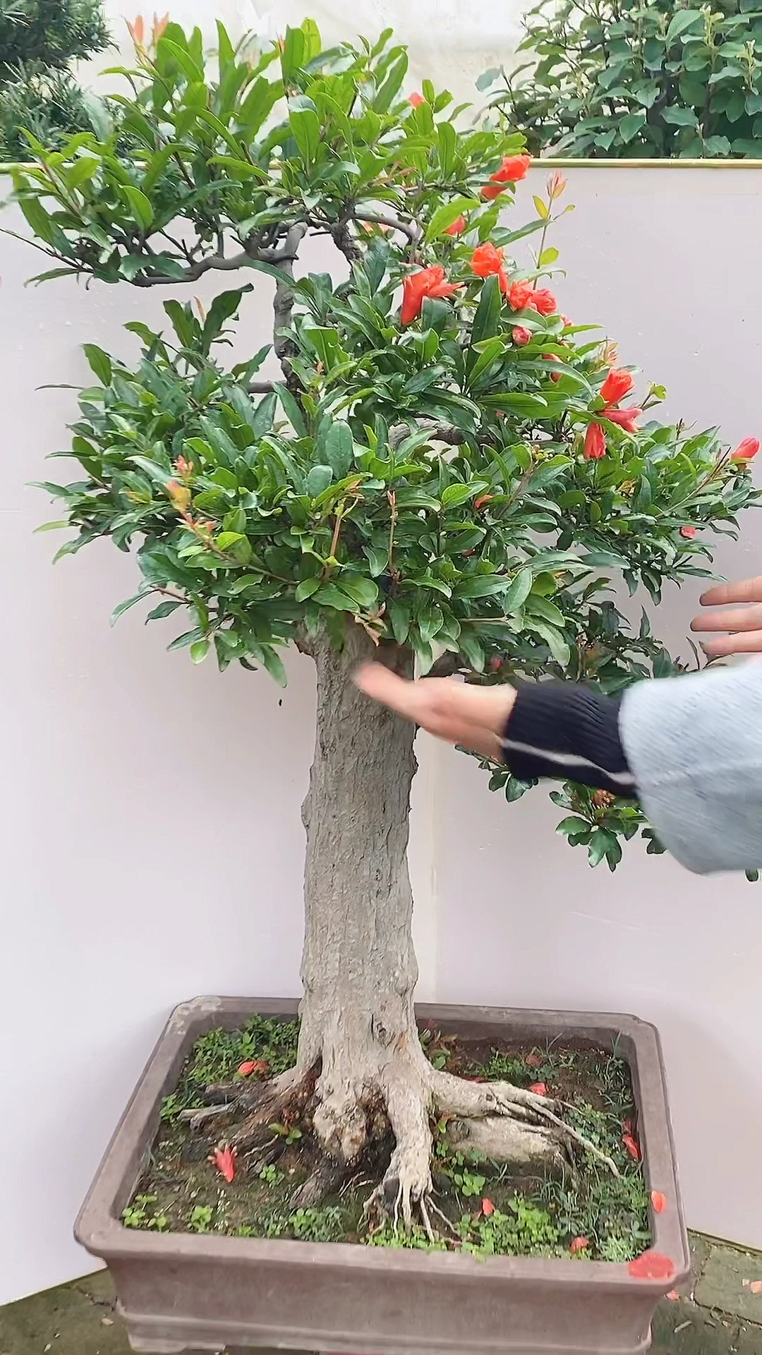 大红袍石榴盆景#精品石榴盆景大红袍石榴老桩阳台庭院开花结果