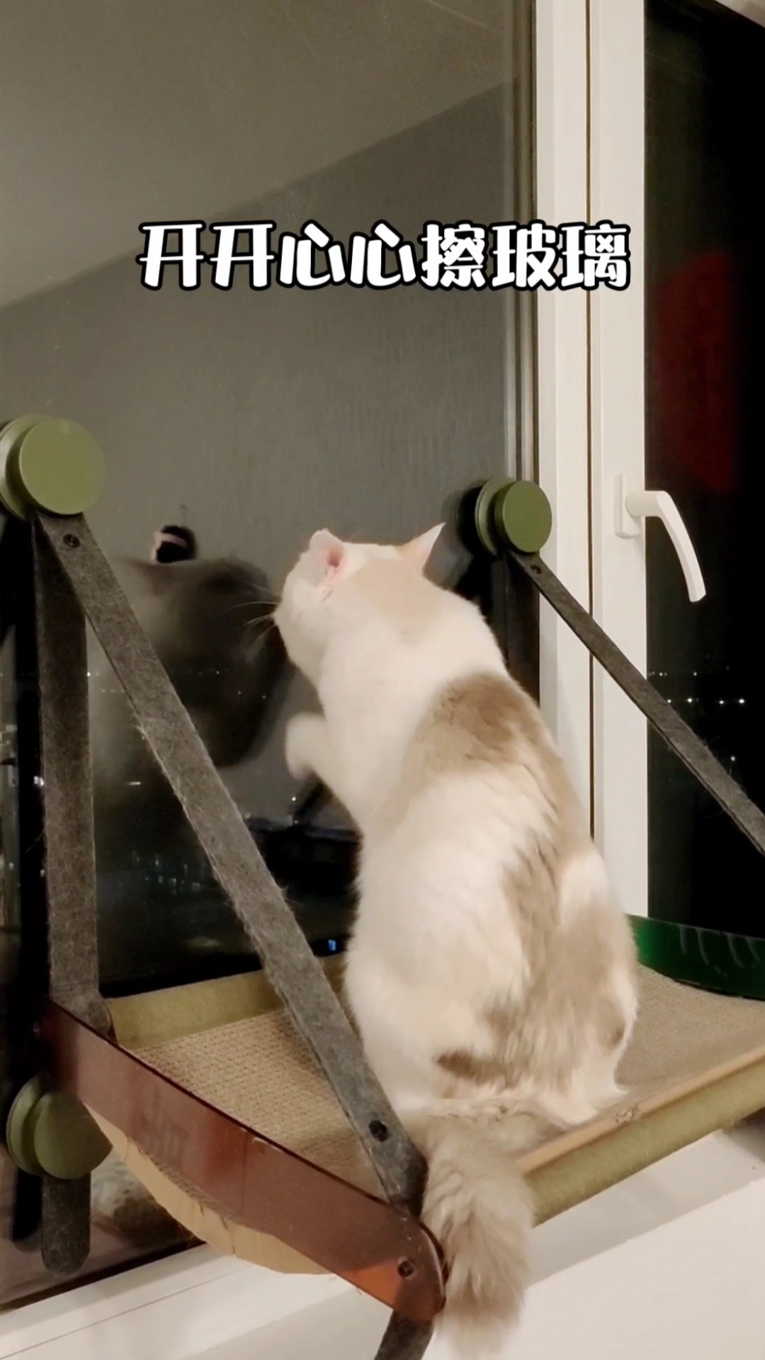 我家萌宠的搞笑日常#当小猫咪喜欢上擦玻璃.
