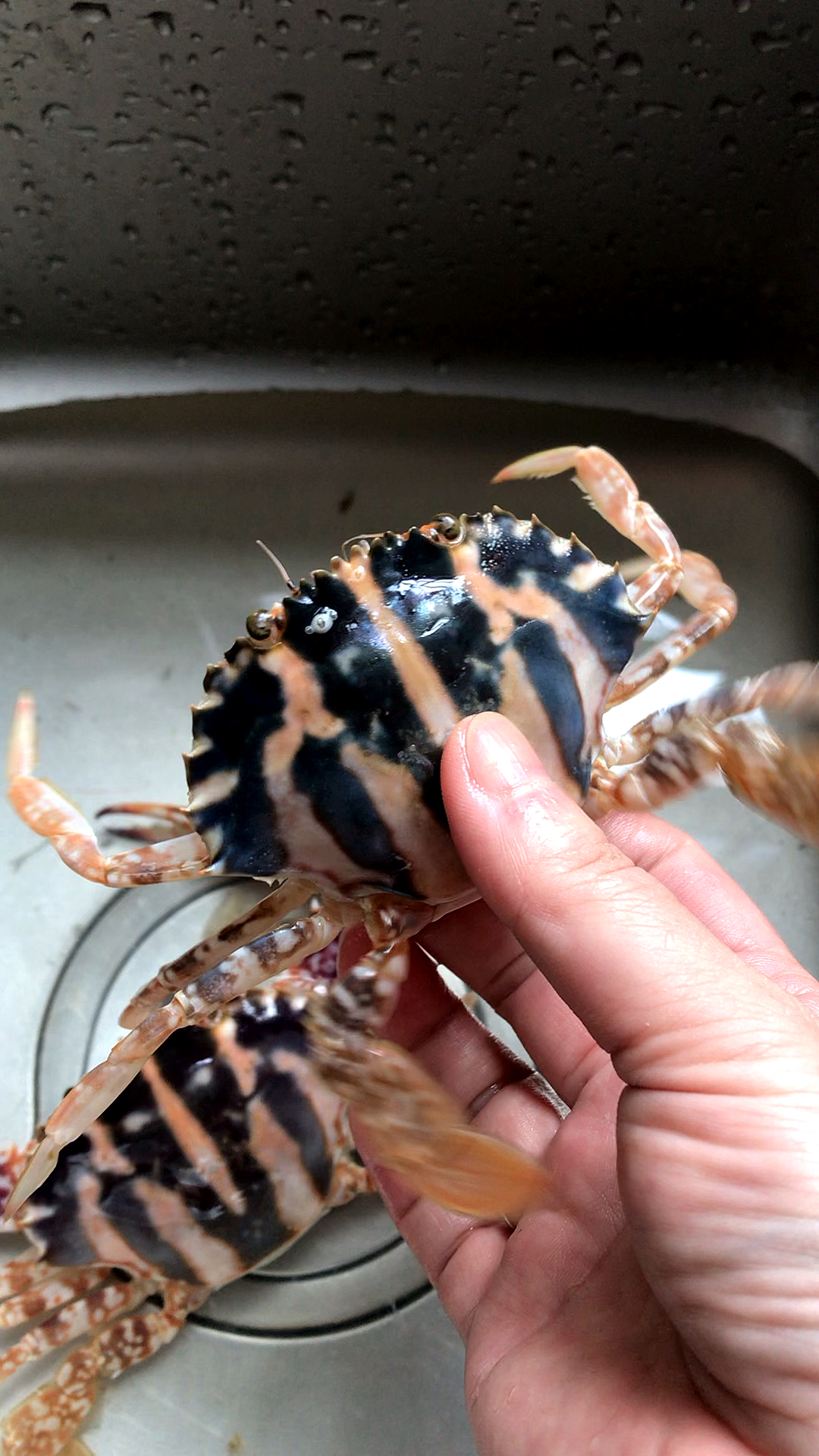 螃蟹没了大钳,还有机会不