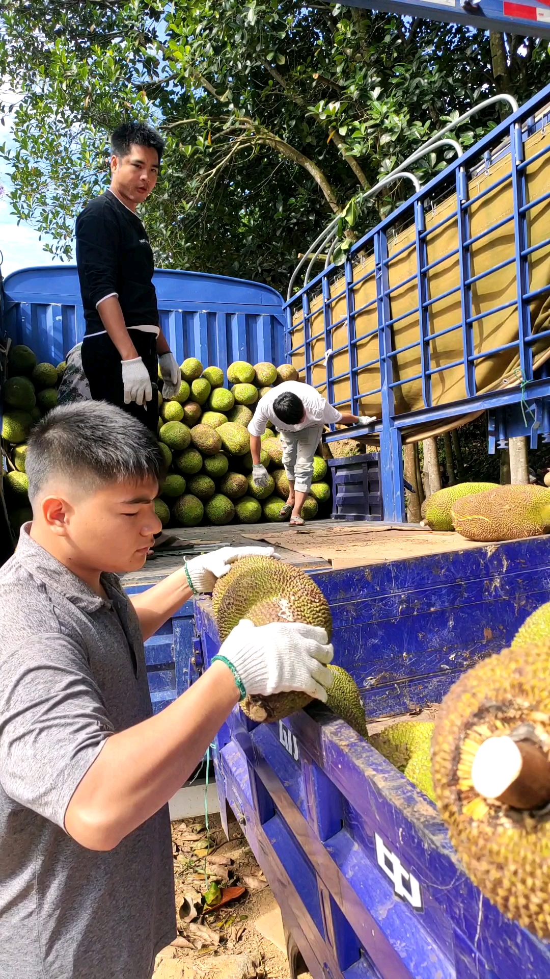家乡特色美食装一车菠萝蜜回仓库