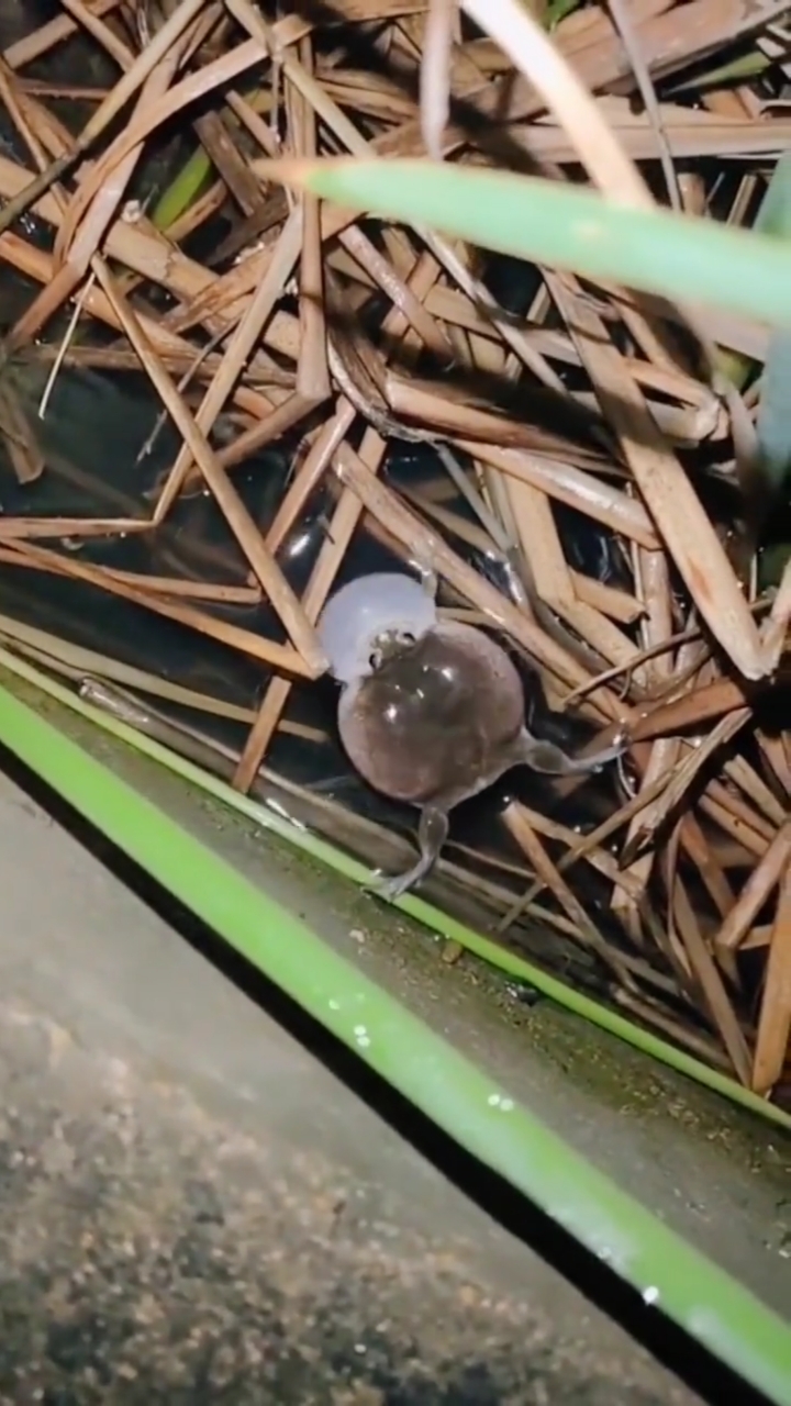 乡村生活河边散步蛤蟆叫声回荡这腮帮子很用劲你们捉过蛤蟆见过蛤蟆功