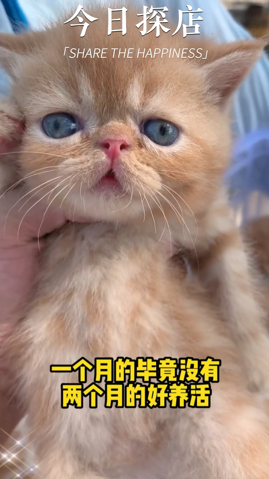 猫#可可爱爱异瞳加菲猫