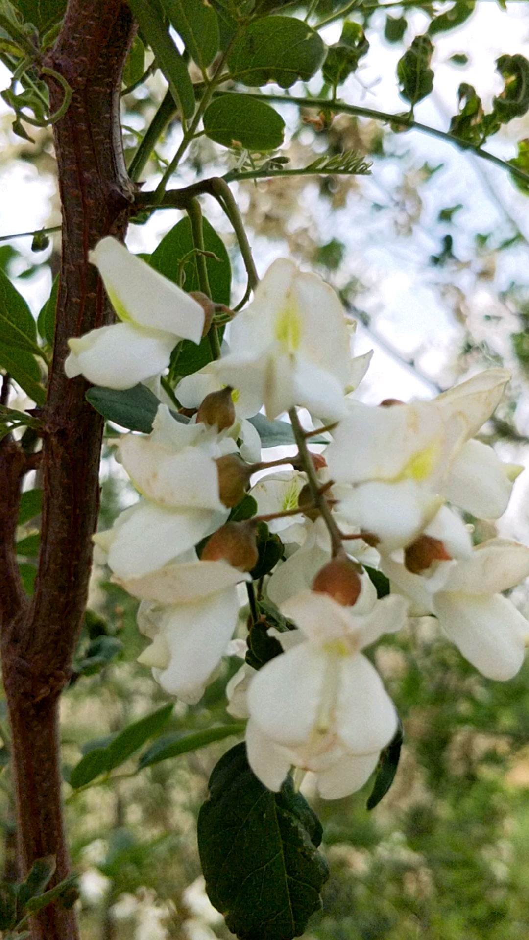 秀出家乡美#白槐花,芳香美丽