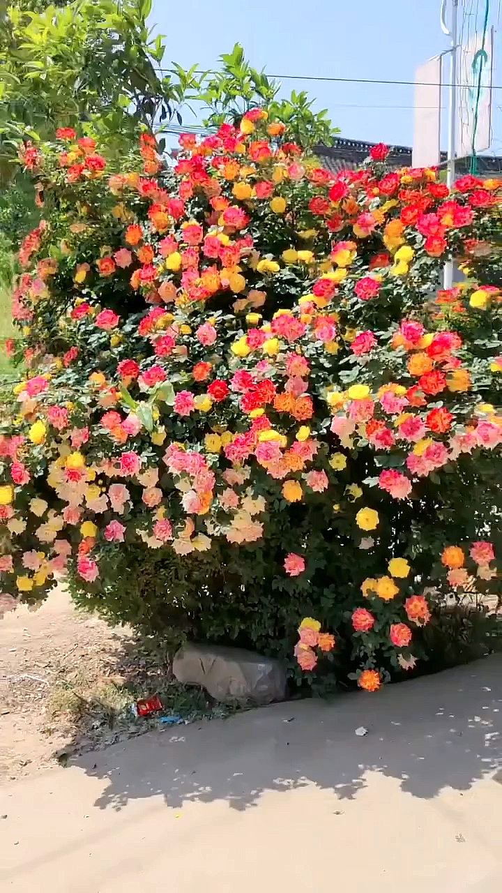 藤本月季藤彩虹開花彩色花量多花期長多季循環開花