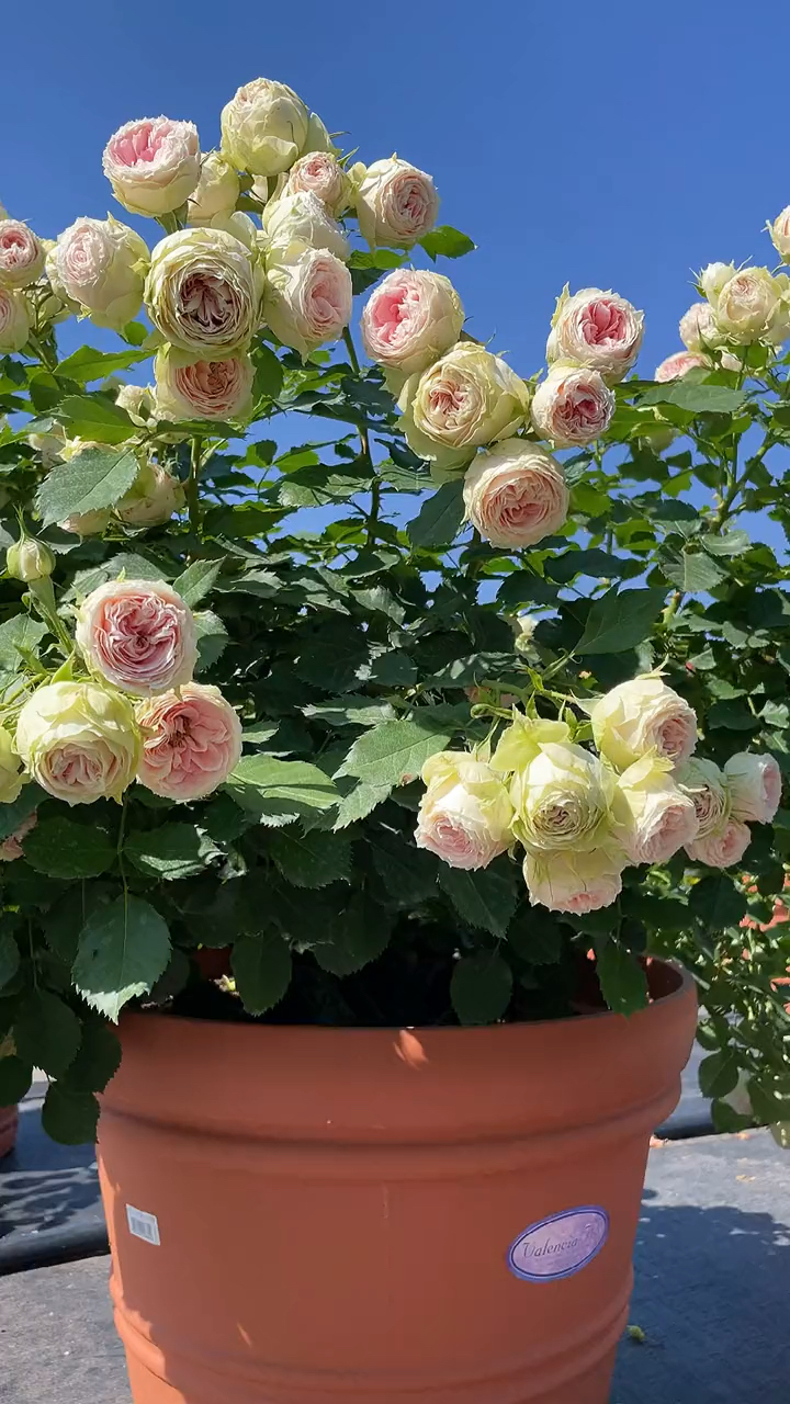 欧月门廊绒球花量多花期长多季循环开花