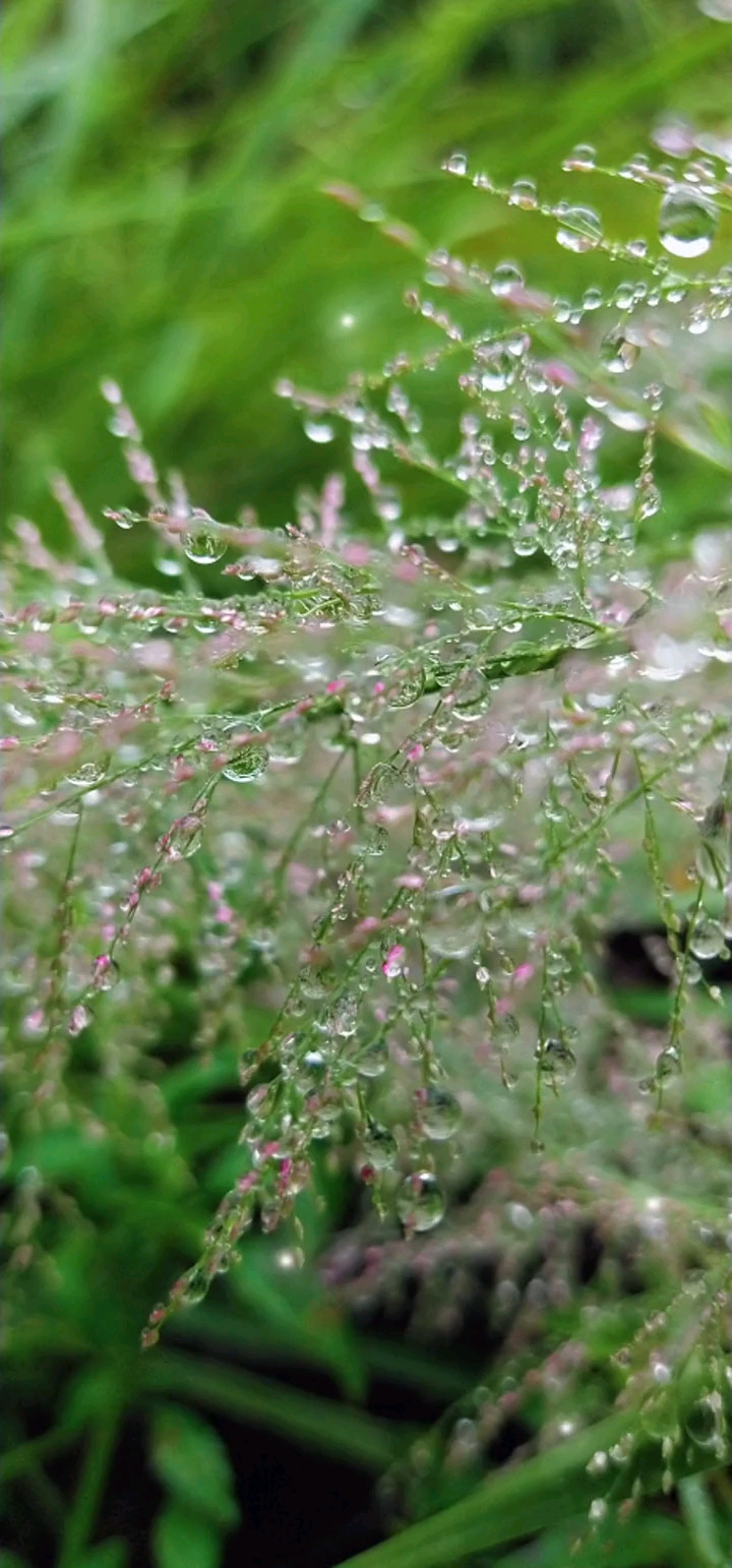 你好秋天#秋日的清晨,露珠在草尖上闪烁着耀眼的光芒,晶莹剔透宛如