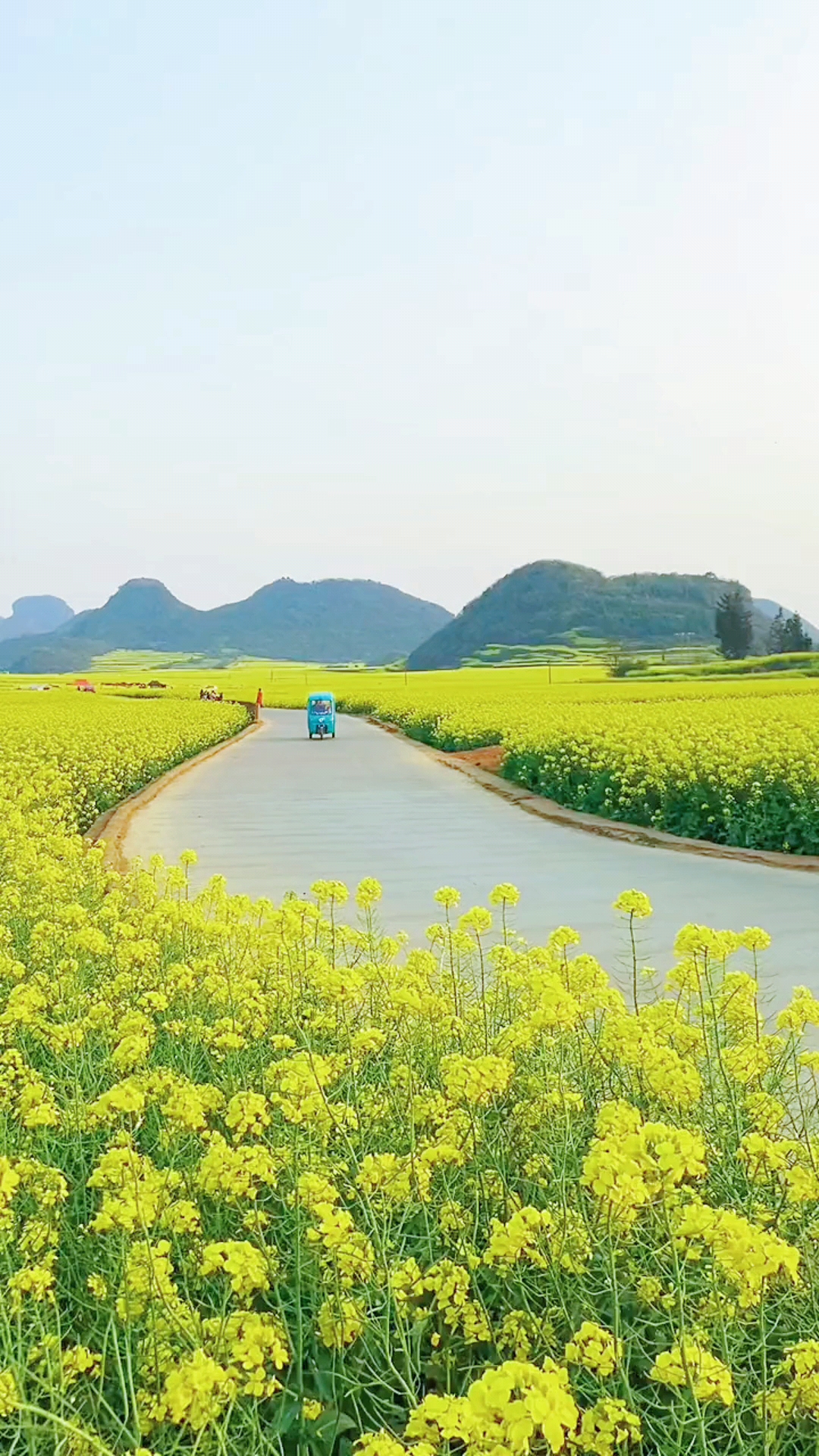 南宁上林金灿灿的油菜花海成为一道美丽的冬日美景