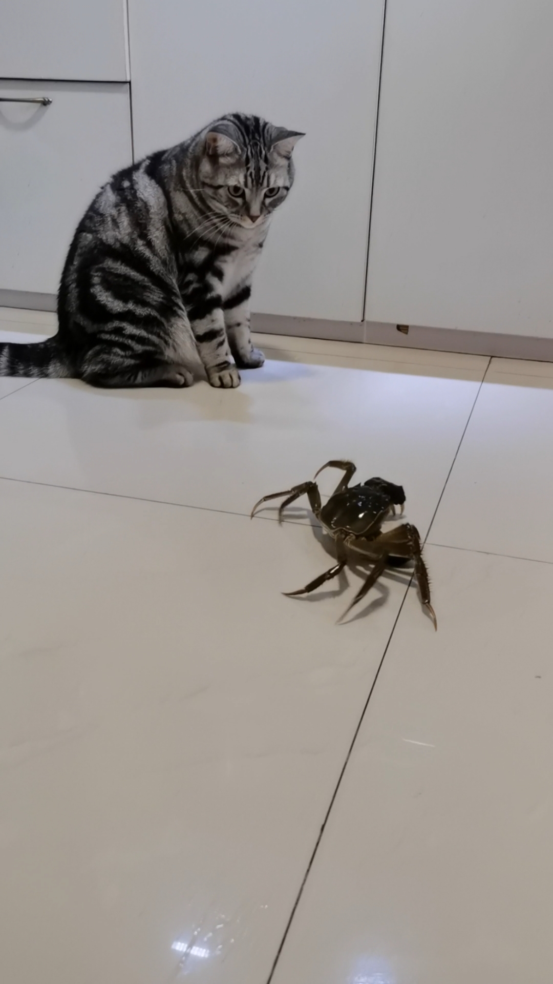 从洗菜池爬出来一只河蟹,我紧张地盯着怕他手欠负伤