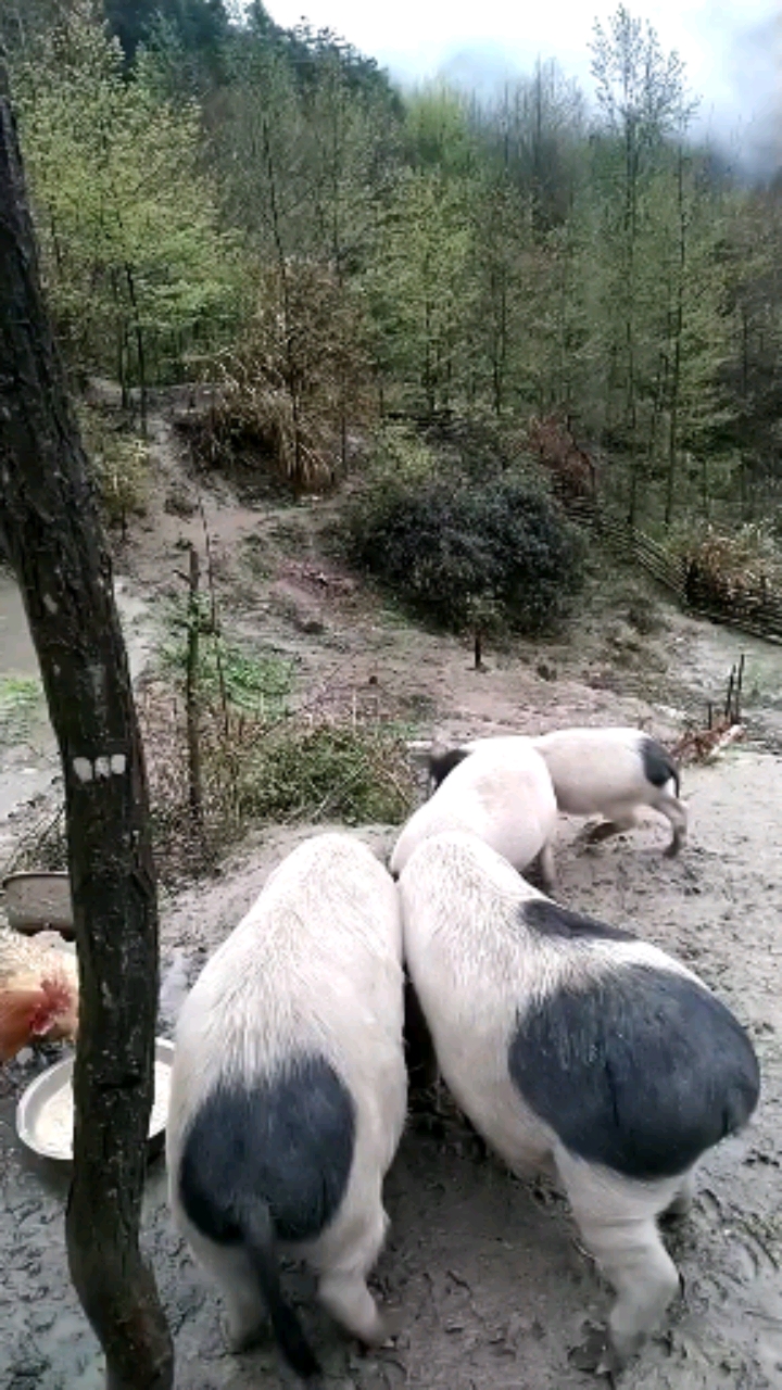 农村山区放养土猪,回忆七十年代的味道-度小视