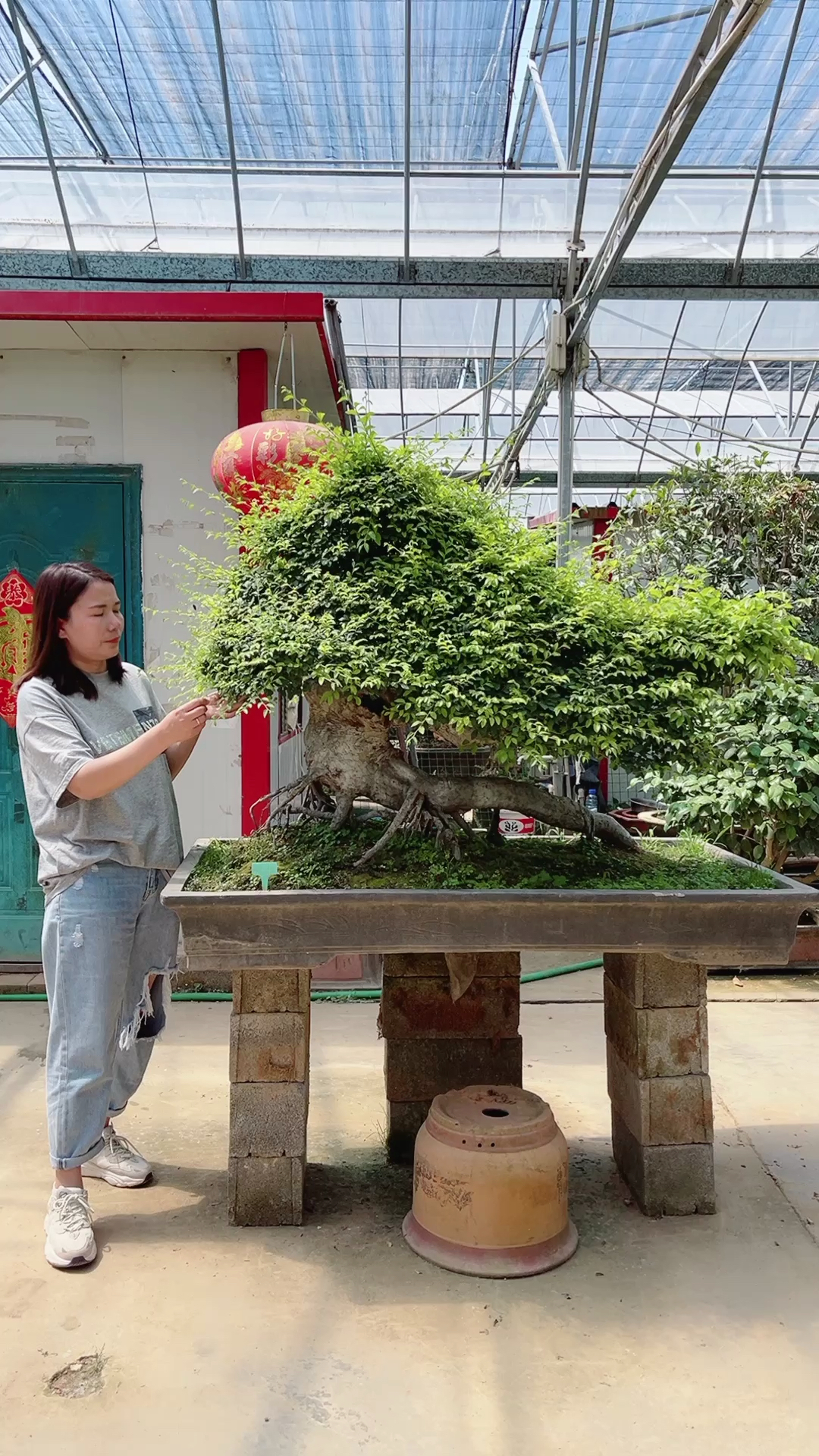 怪桩榆树盆景#怪桩榆树盆景,家养榆树年年有鱼-度小视