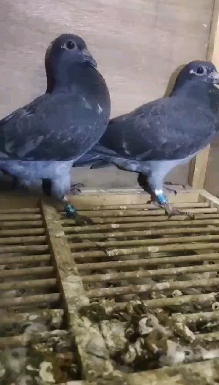 老品系李鸟远程鸽#老品系李鸟幼鸽