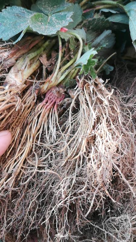 红颜九九草莓苗发货,根系发达苗木粗壮-度小视