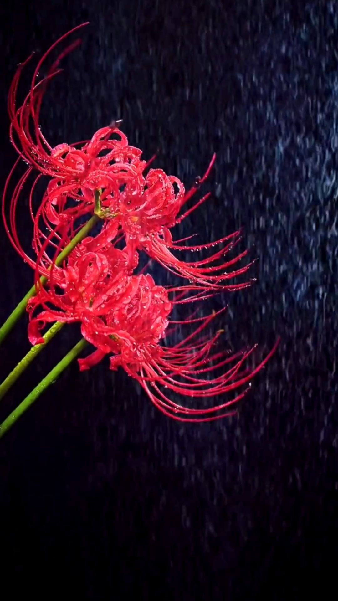 雨中的彼岸花图片图片