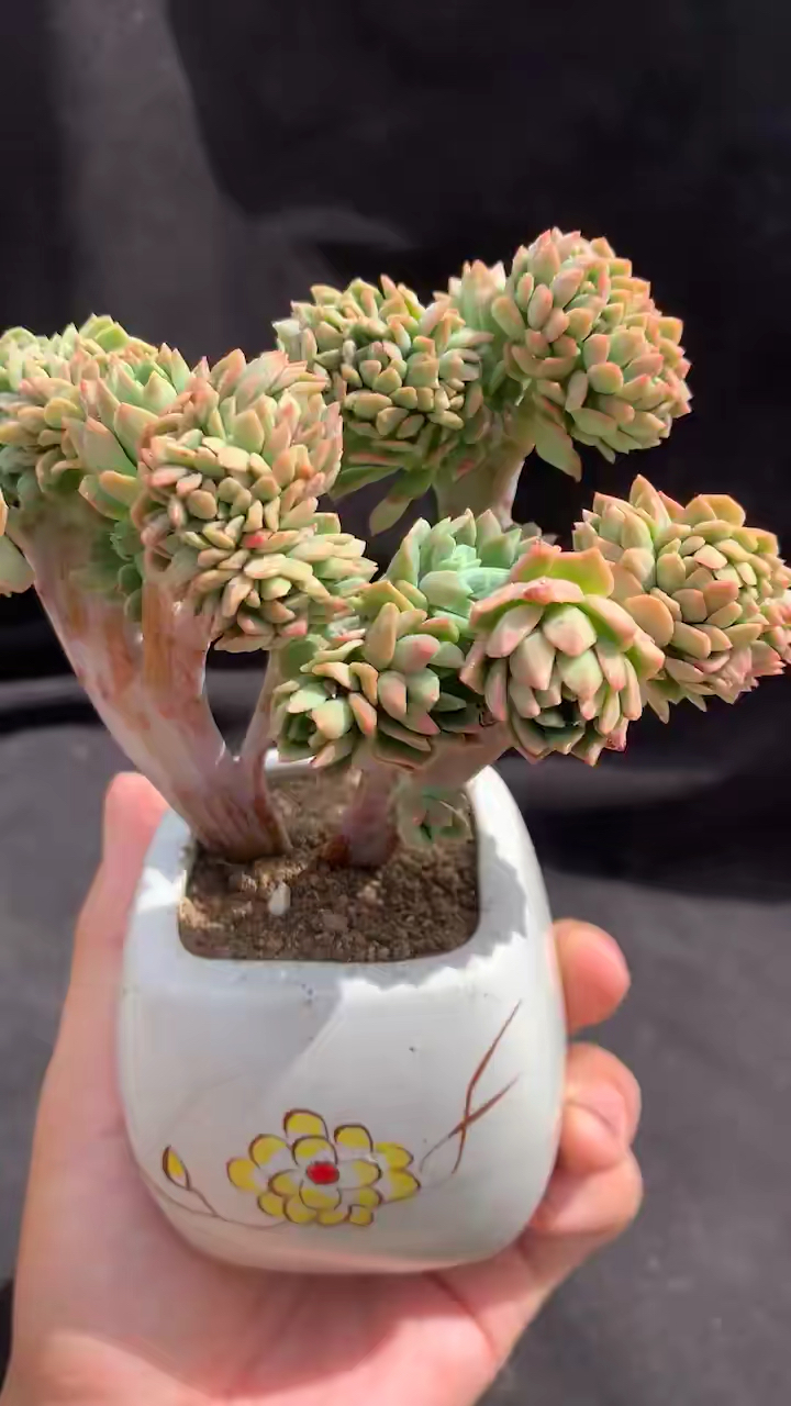 马库斯缀化15