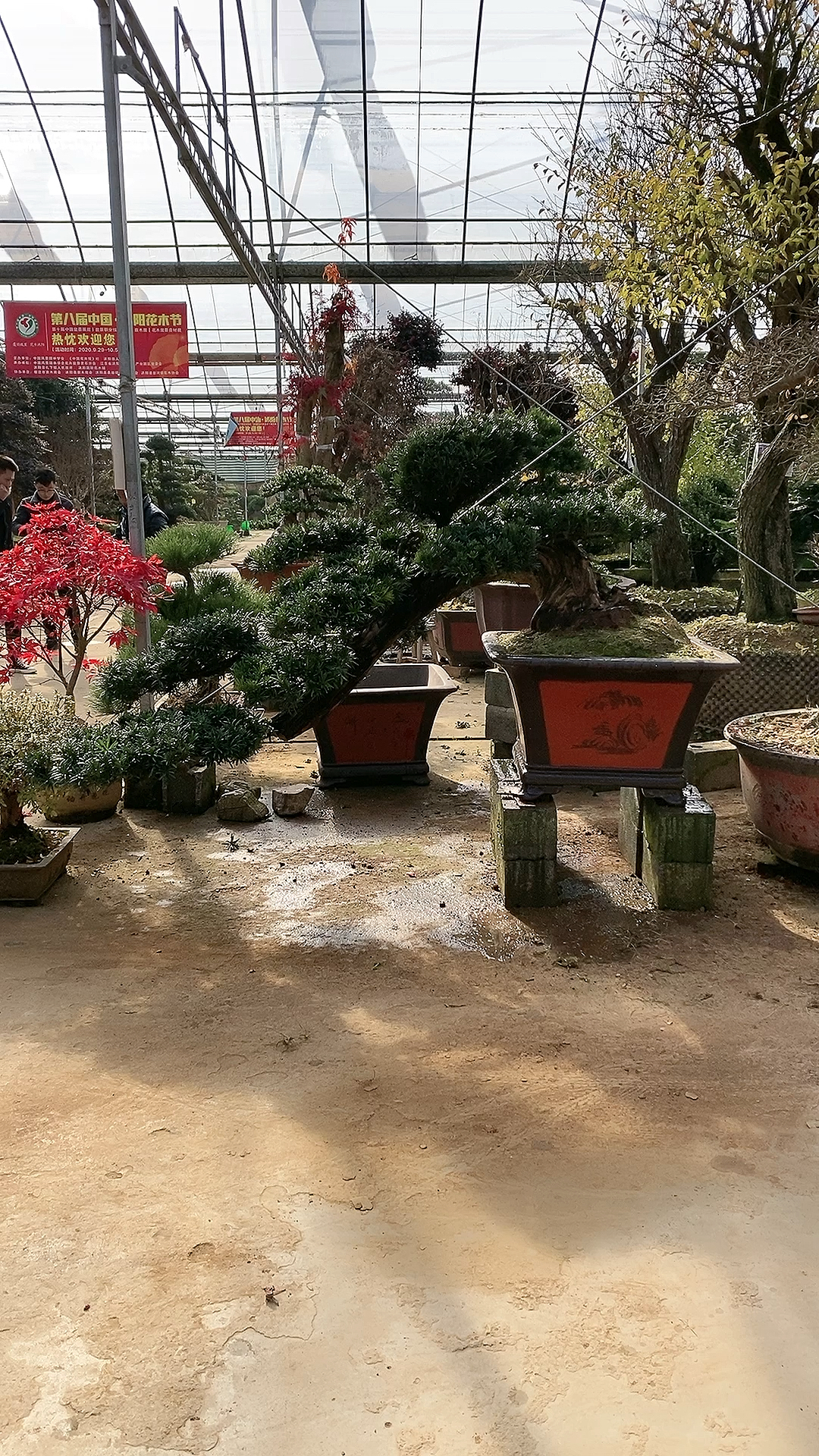 悬崖造型罗汉松