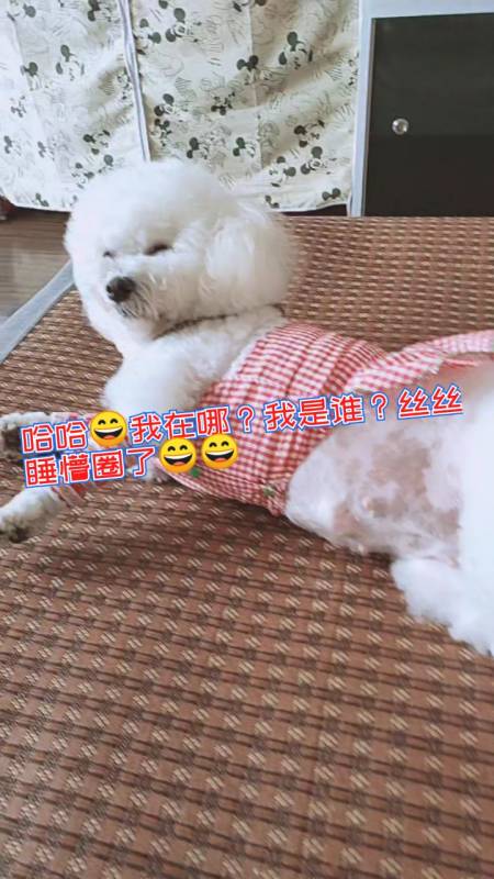 搞笑萌宠#睡得迷迷糊糊的,拍它还能发现,抬头看一眼,都不知道自己是