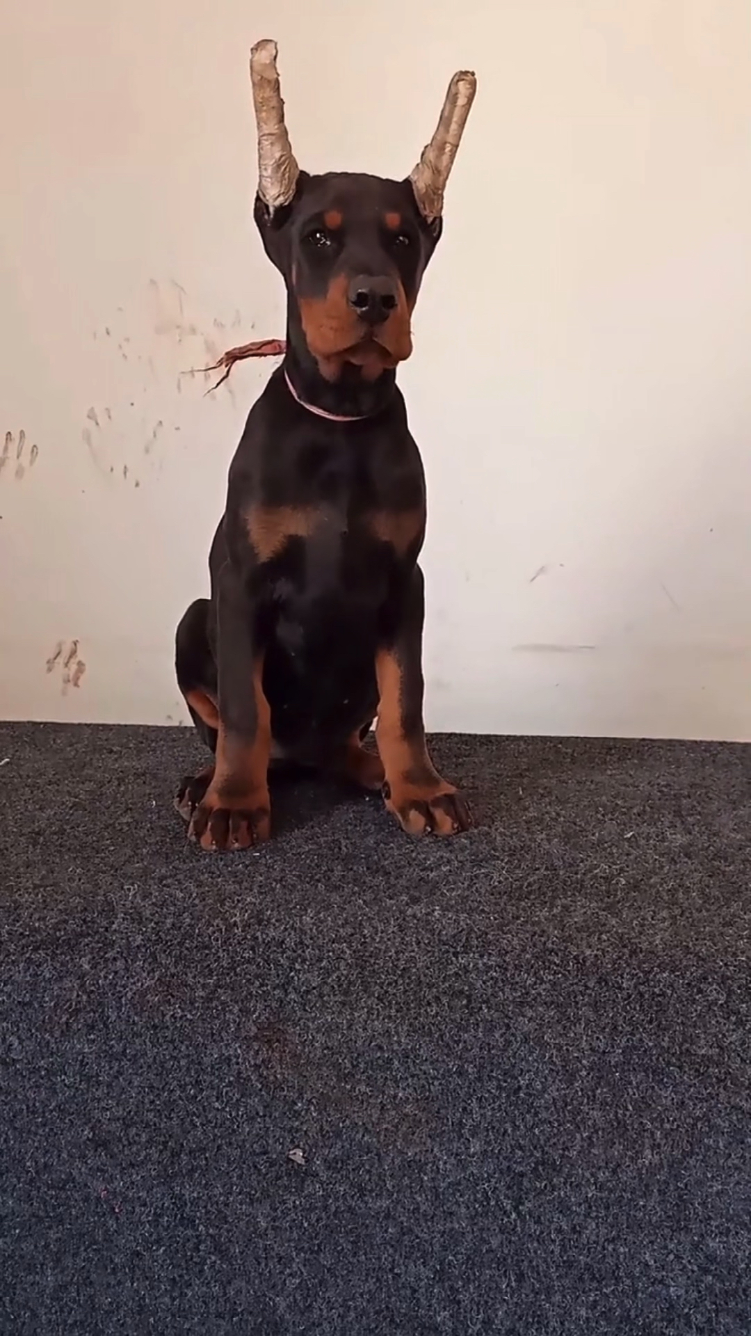 杜宾犬#霸气杜宾幼犬