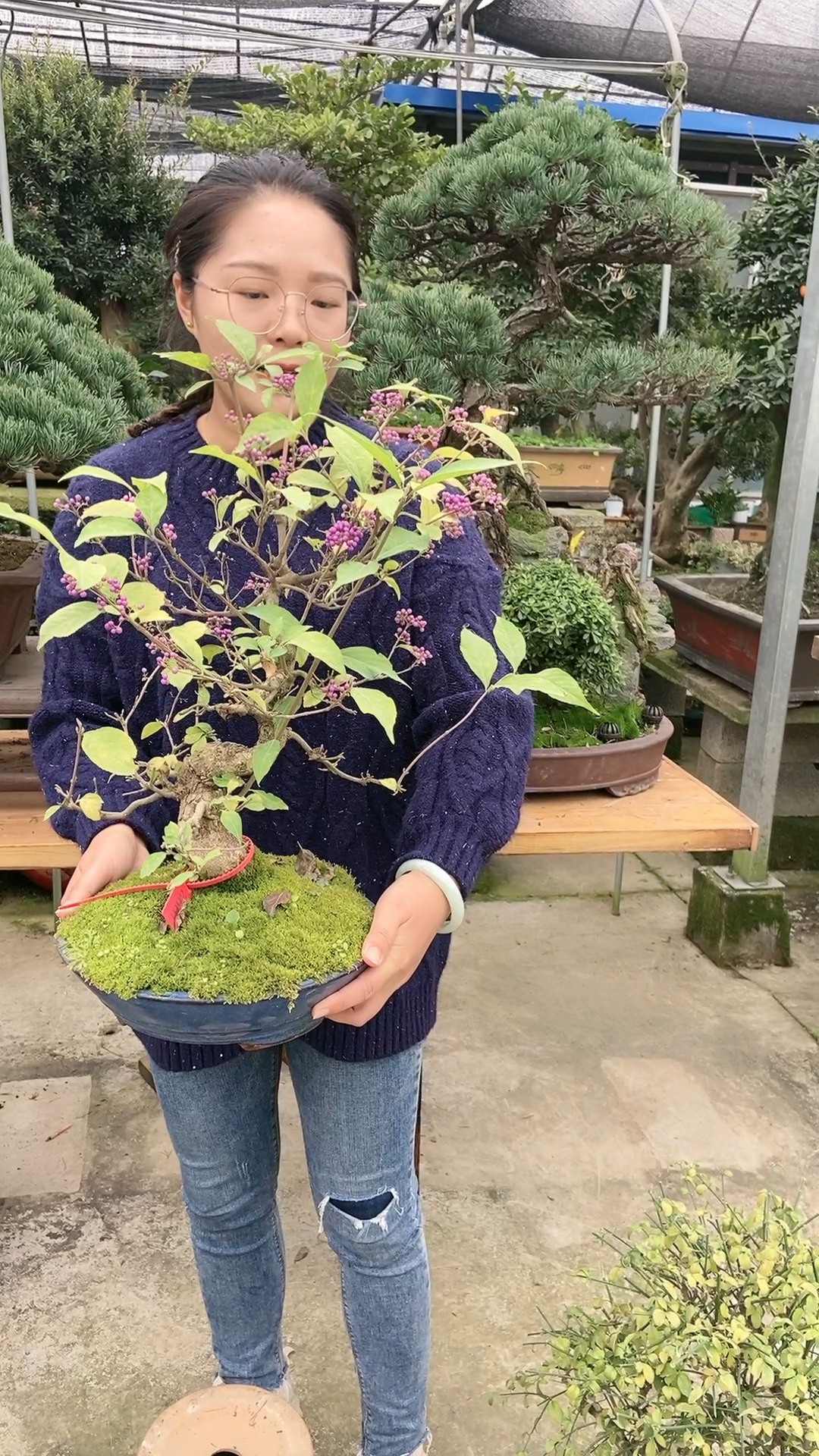 紫珠盆景欣赏一下