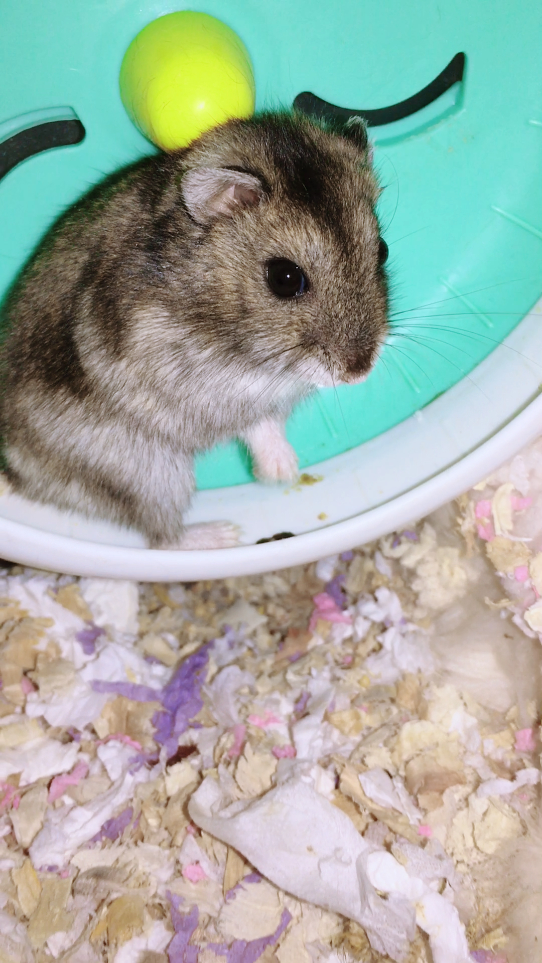 小小爱宠萌化你仓鼠小秋这天气冷的就鼻子能动