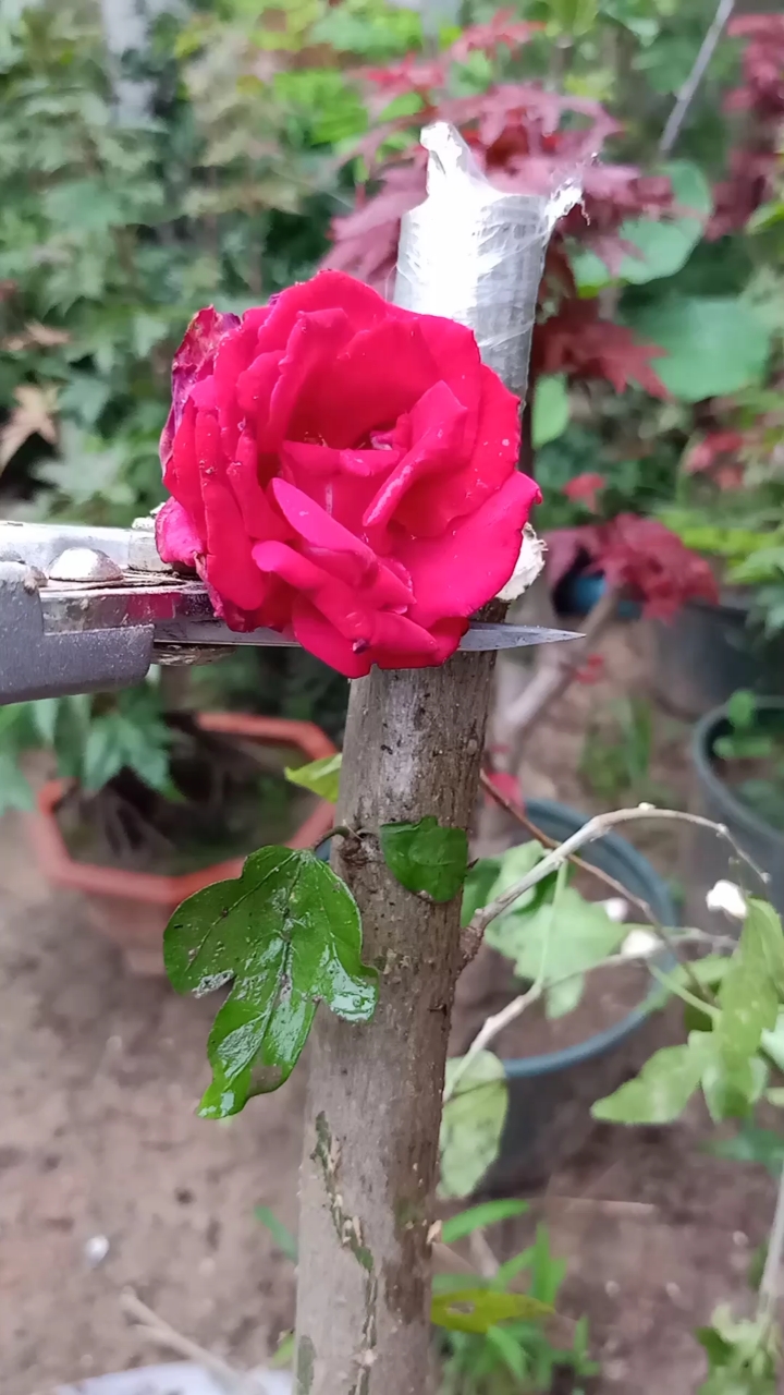 嫁接技术#插皮接木槿花,成活率极高