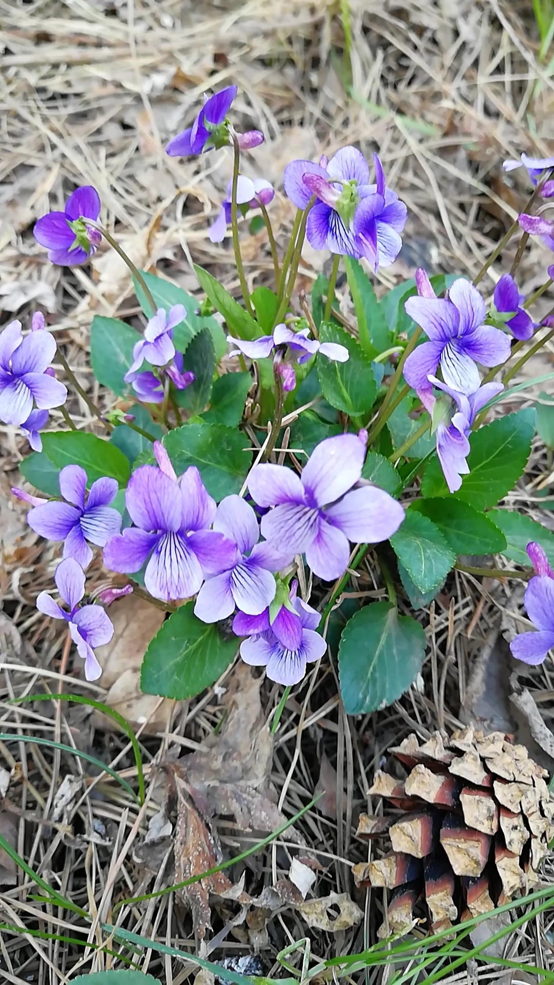 家花野花鲜花#小野花,开得很美