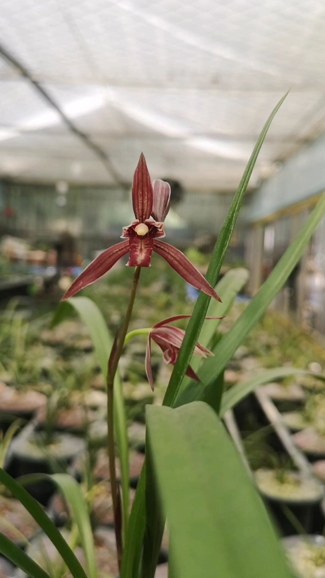 建兰紫凝(黑美人)