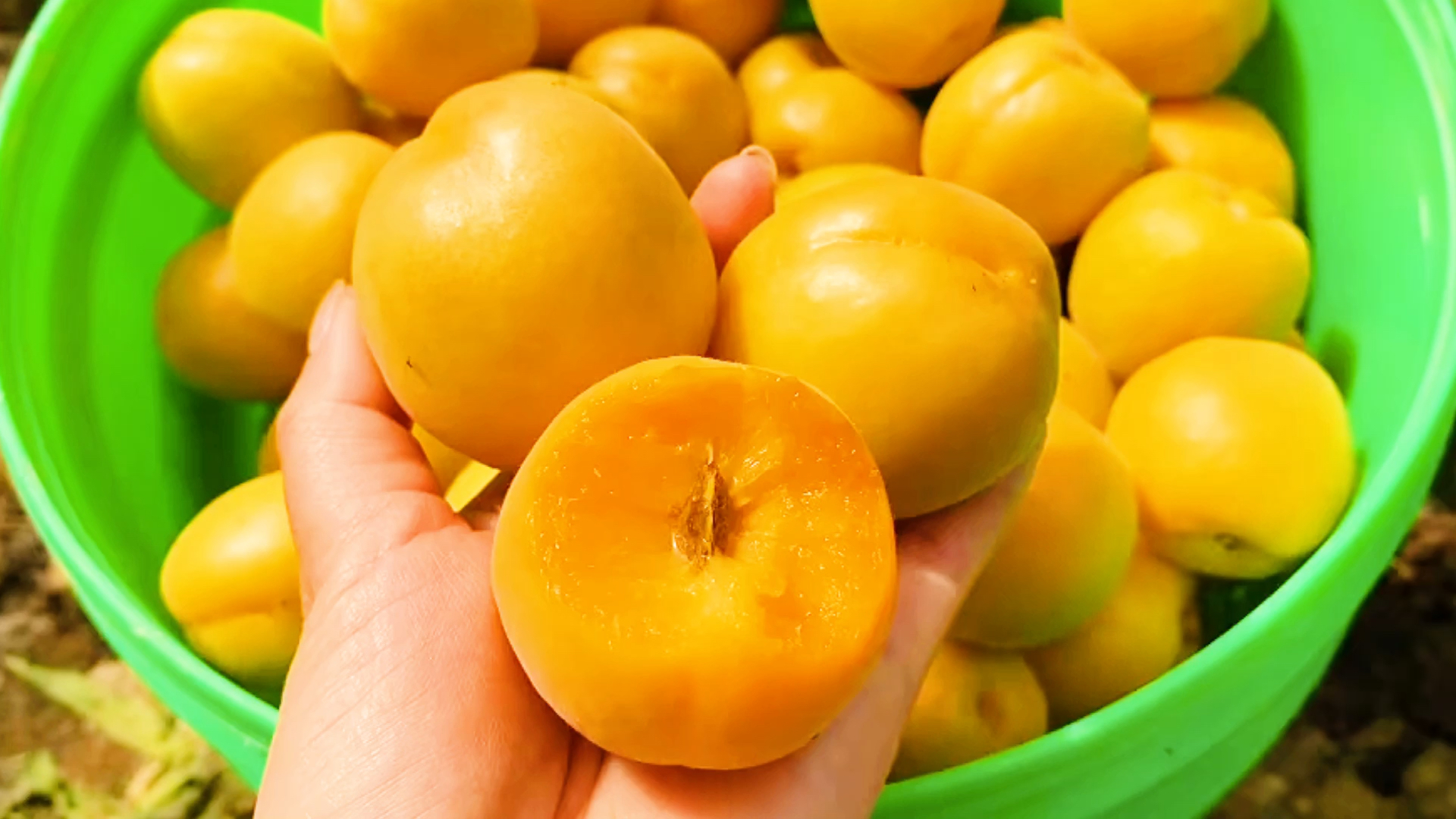 好物测评陕西渭南金太阳早熟大黄杏