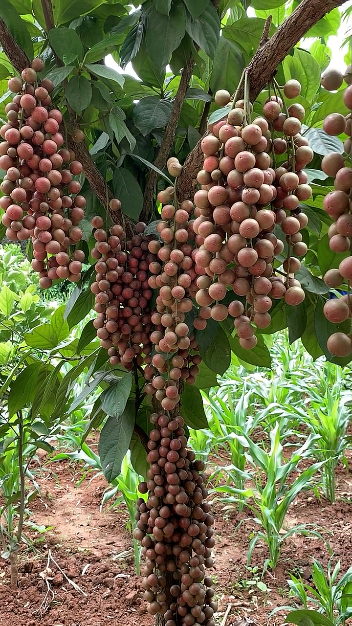 奇异水果#知道这是什么水果树吗