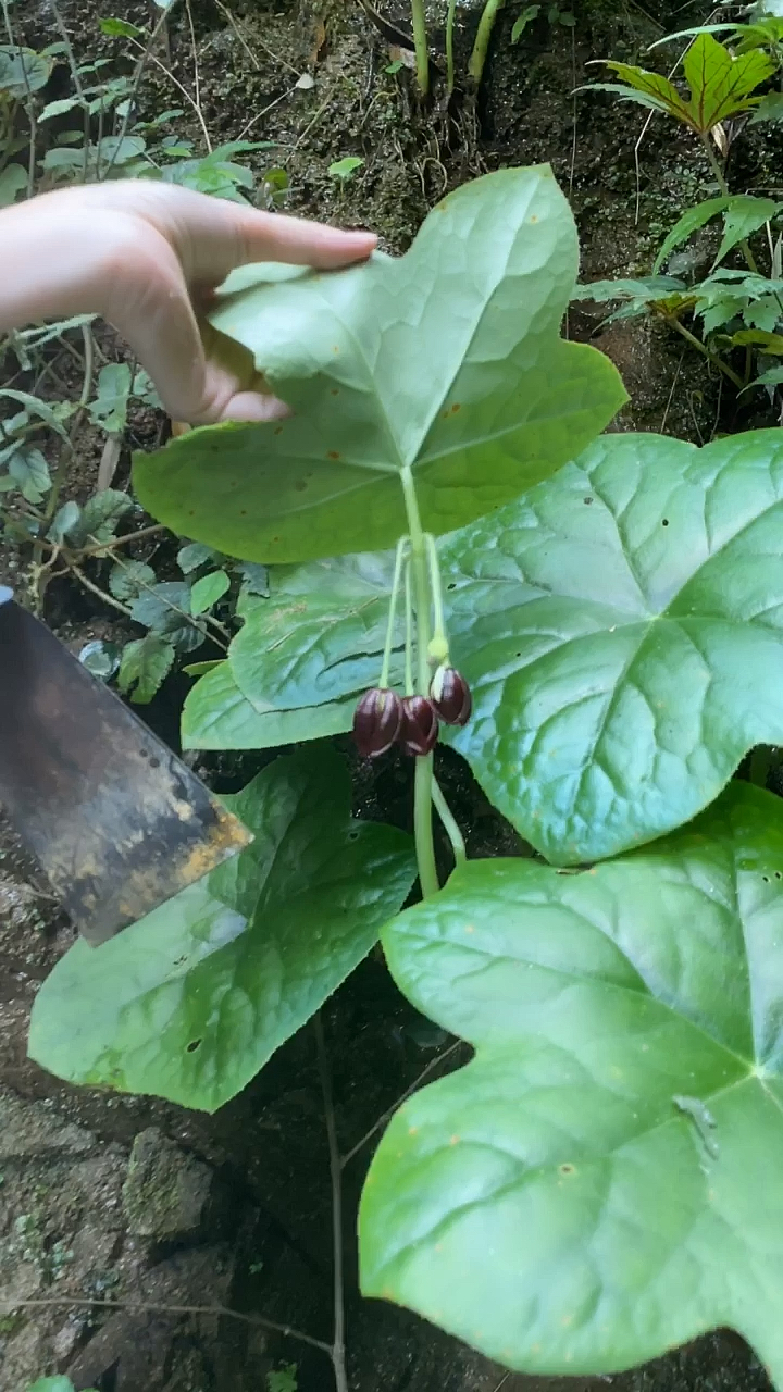 传说中的八角莲,又叫江边一碗水-度小视