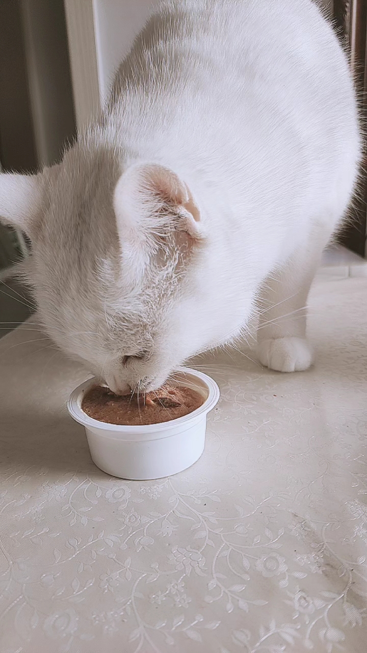 听我唱歌#超级爱吃猫果冻