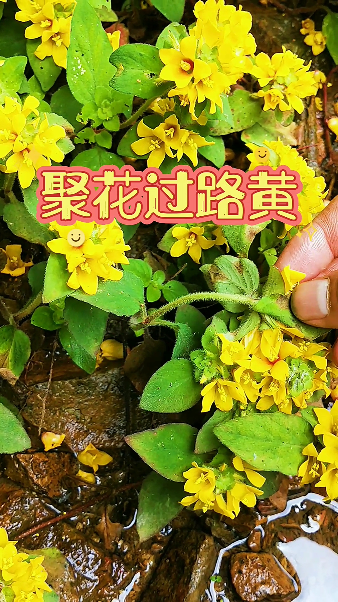 野生植物#聚花过路黄:别称小过路黄,花黄颜色,你见过吗?-度小视