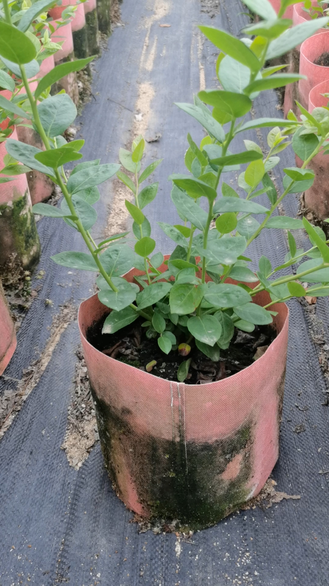 大杯绿宝石蓝莓苗,今年种植明年丰产