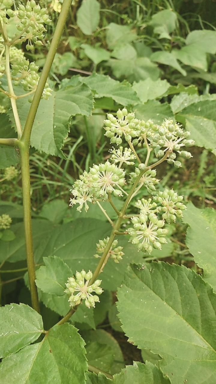 夏天里的植物#夏天里的植物,野当归