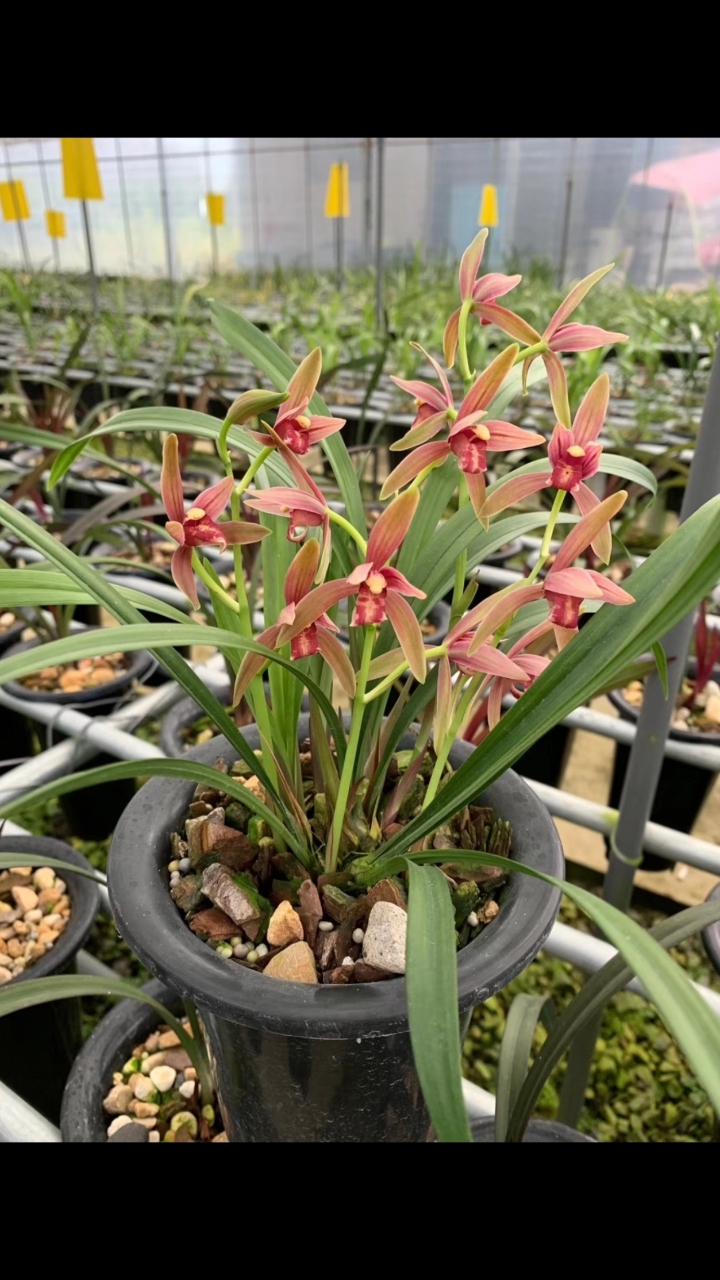 仙山红建兰色花红花有芽喜欢的进