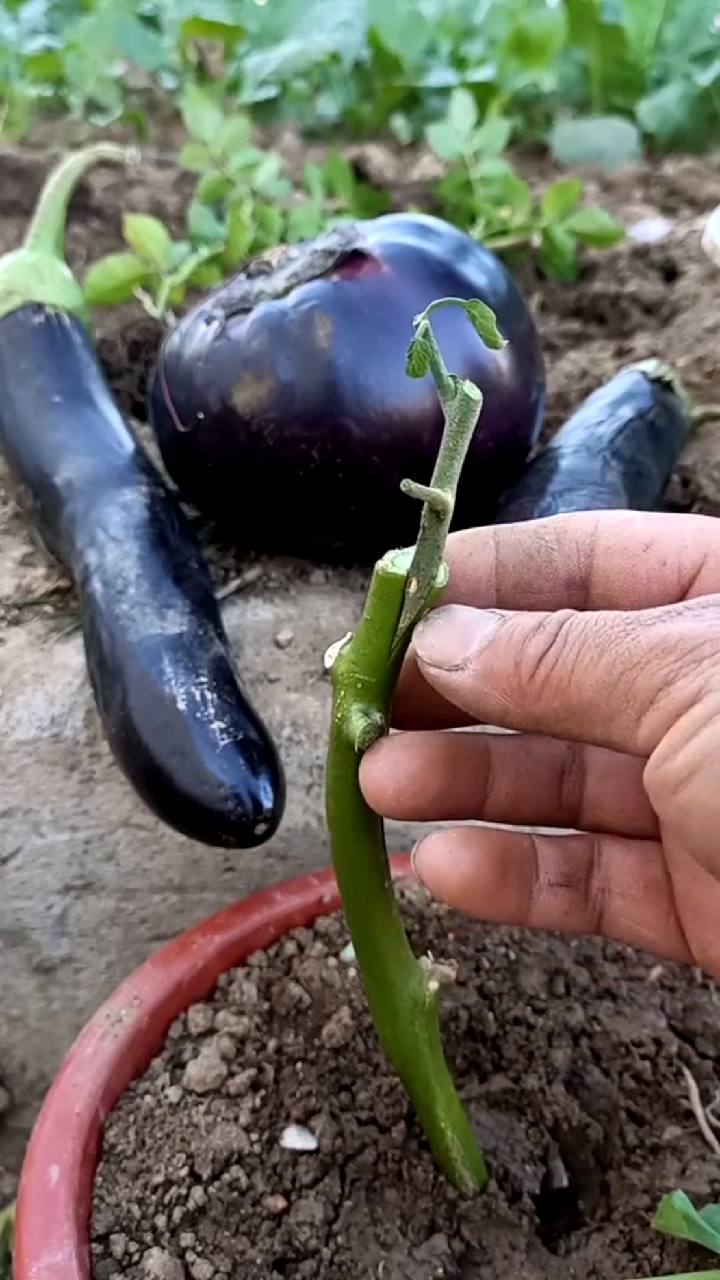 茄子嫁接技术分享.