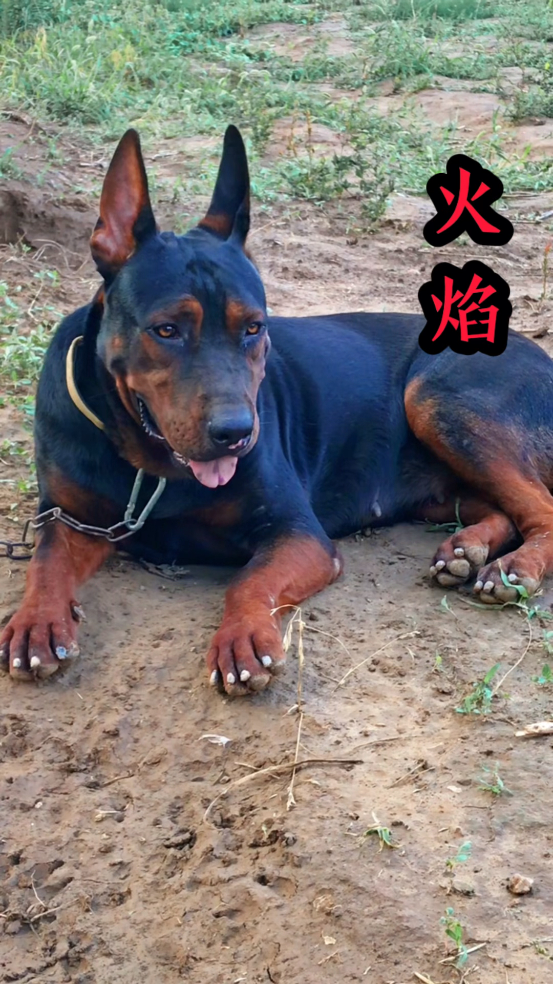 我家宠物不一样国产莱州红犬火焰狗狗莱州红犬护卫犬山红犬热门