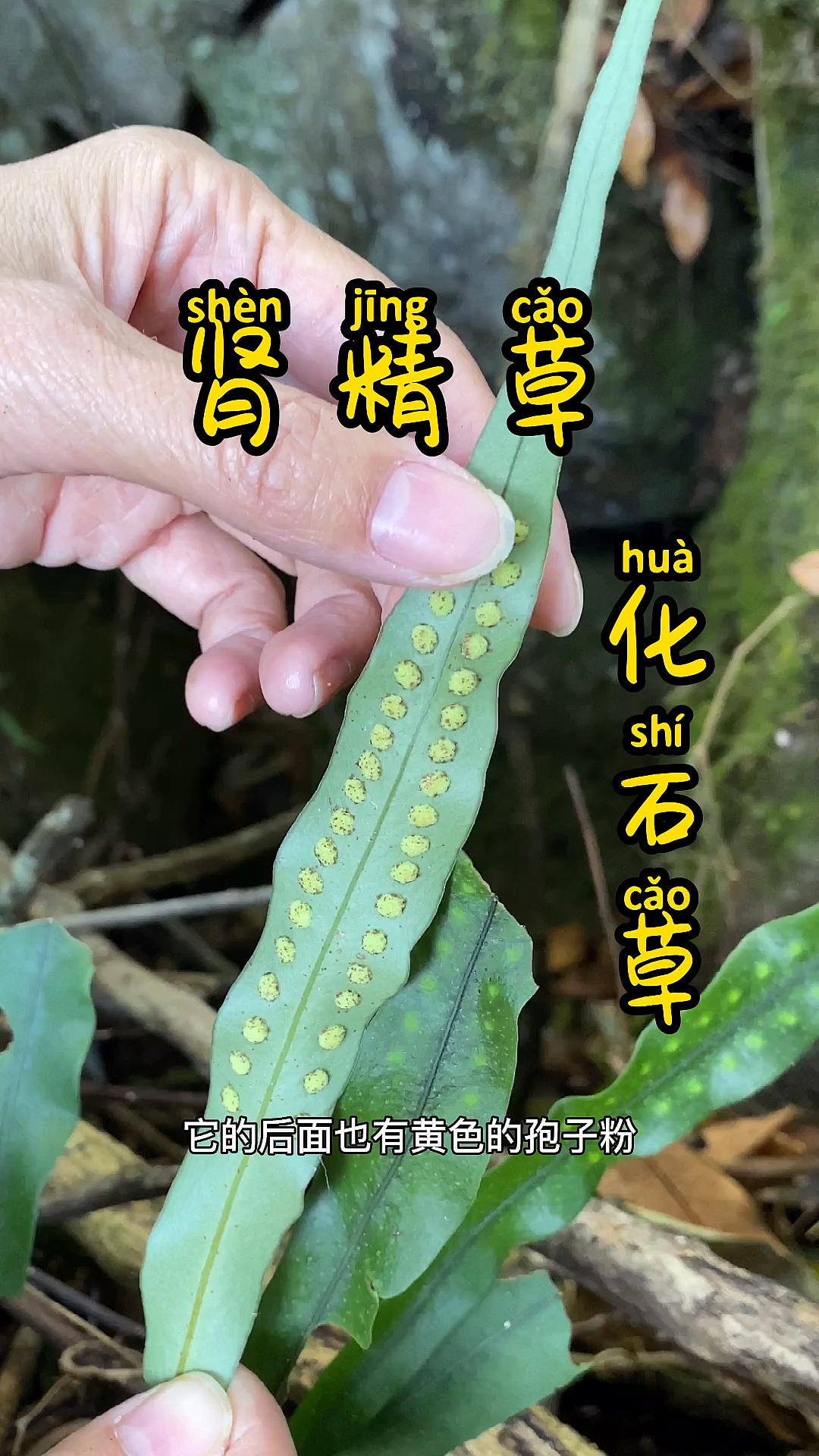 植物#肾精草又叫石苇,还叫化石草,晒干煮水喝-度小视