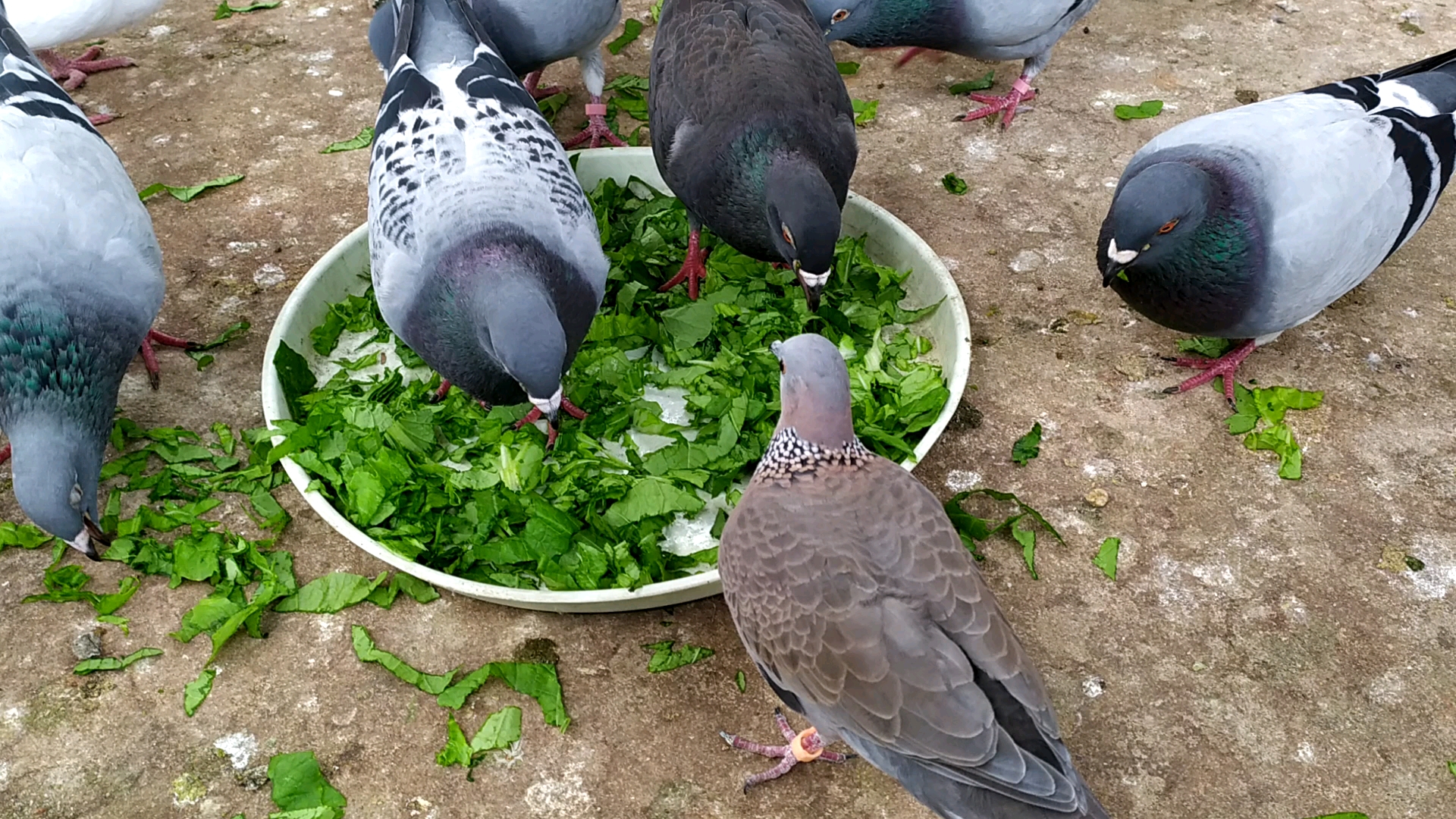 鸽子吃青菜,见过的不多吧?