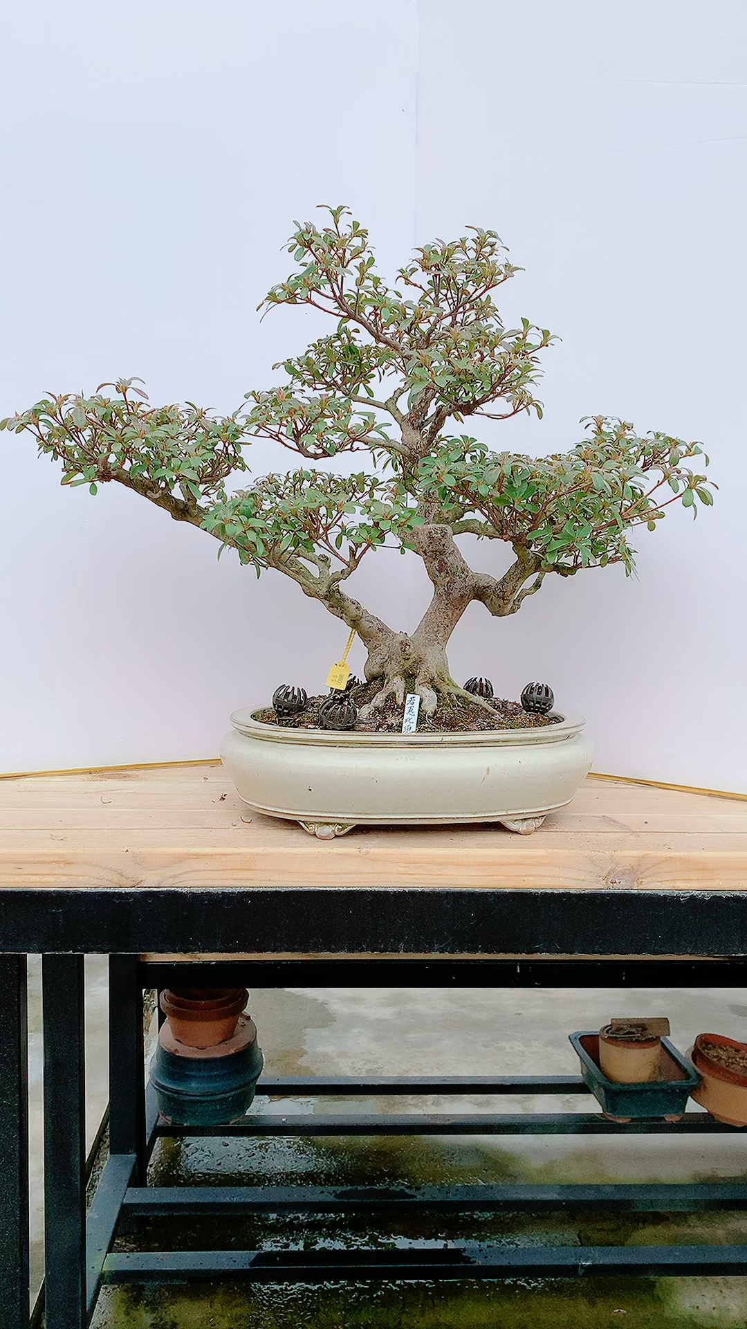 进口杜鹃若惠比须