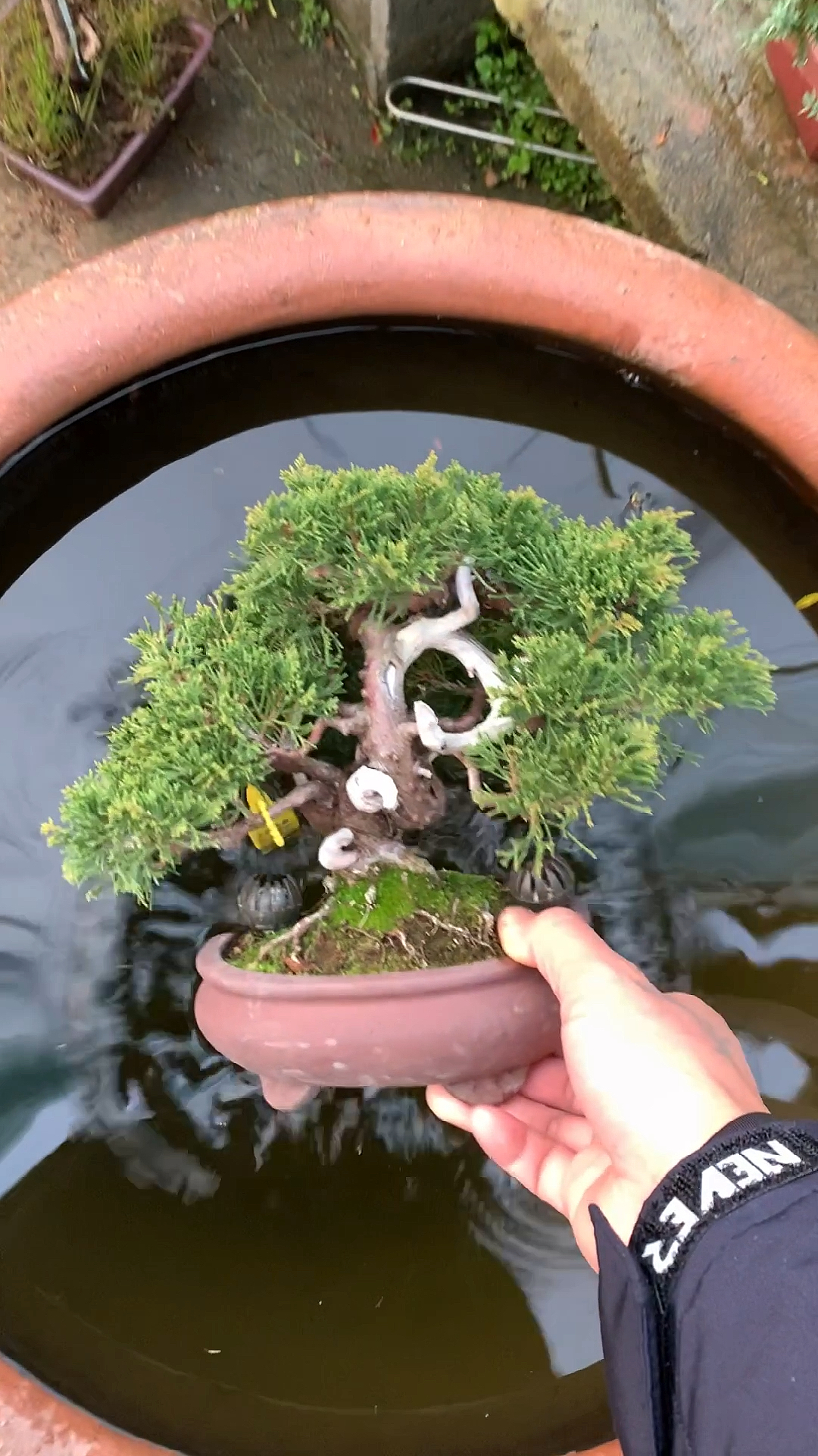 系鱼川真柏盆景,舍利自然到位
